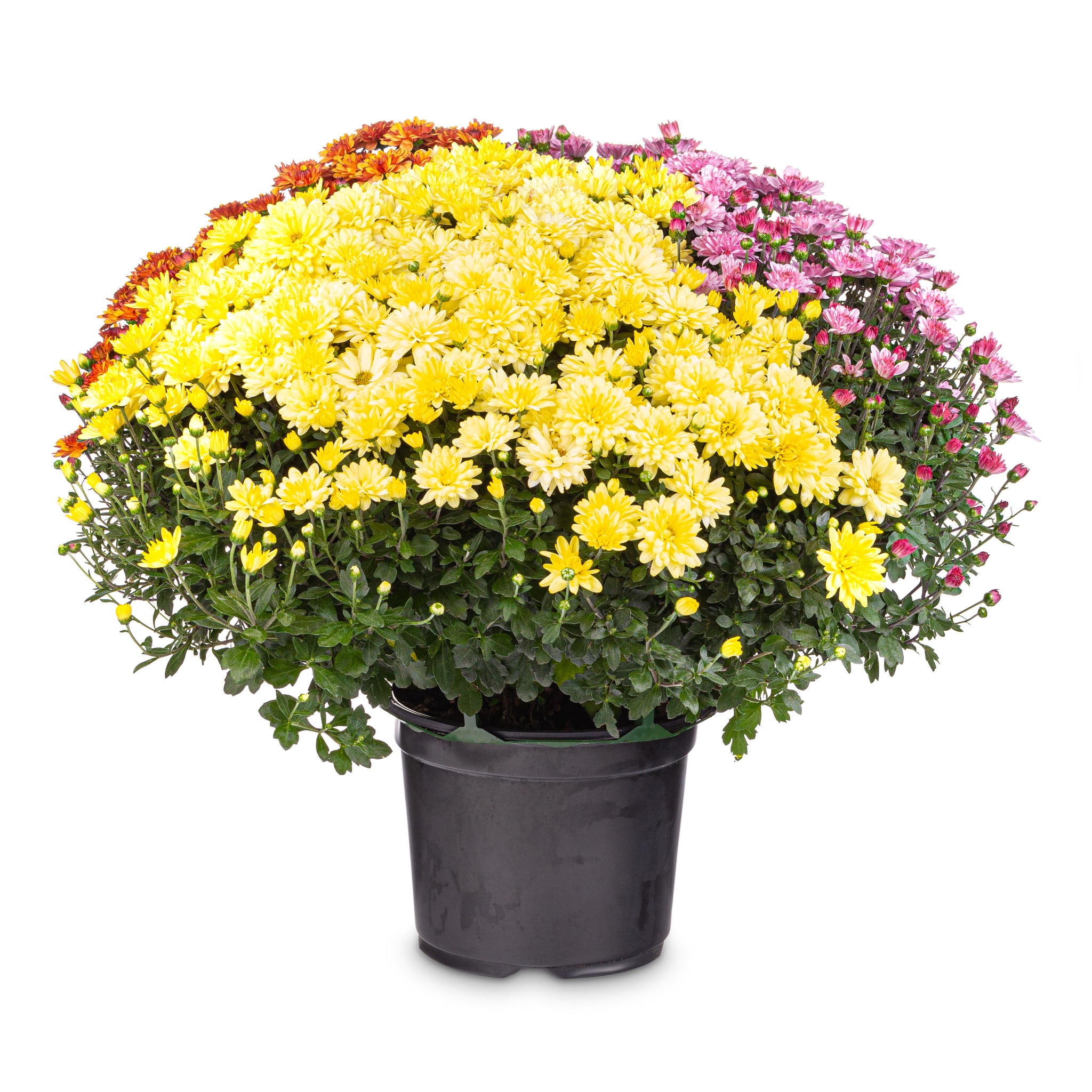 Chrysanthemum Tricolor 19