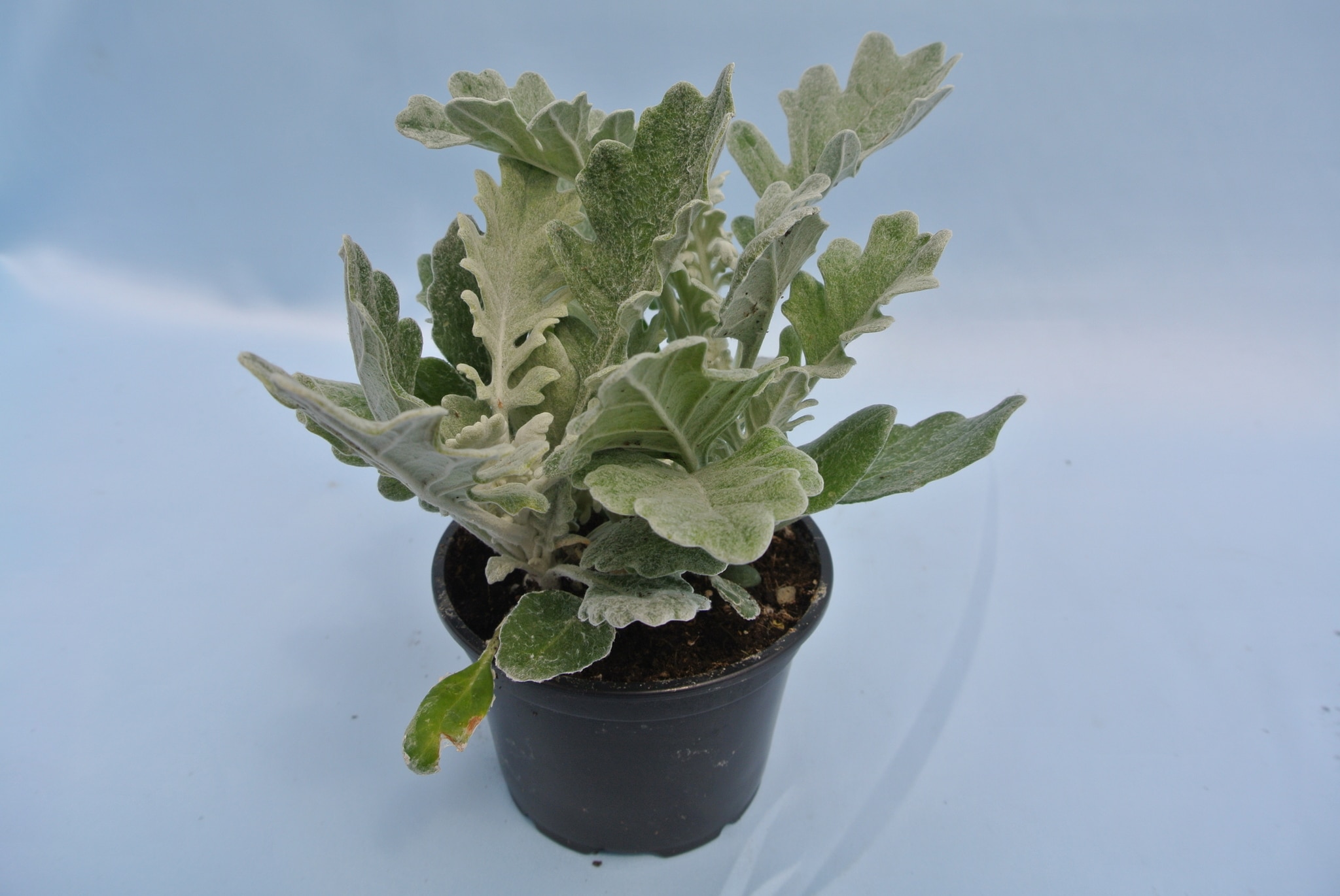 Cineraria Maritima 9