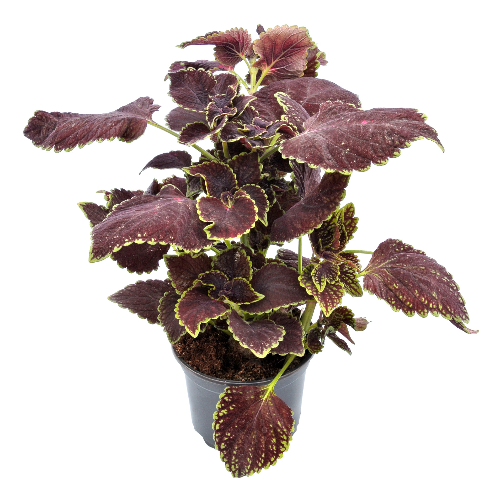 Coleus, in ghiveci, 12 cm  Kingfisher