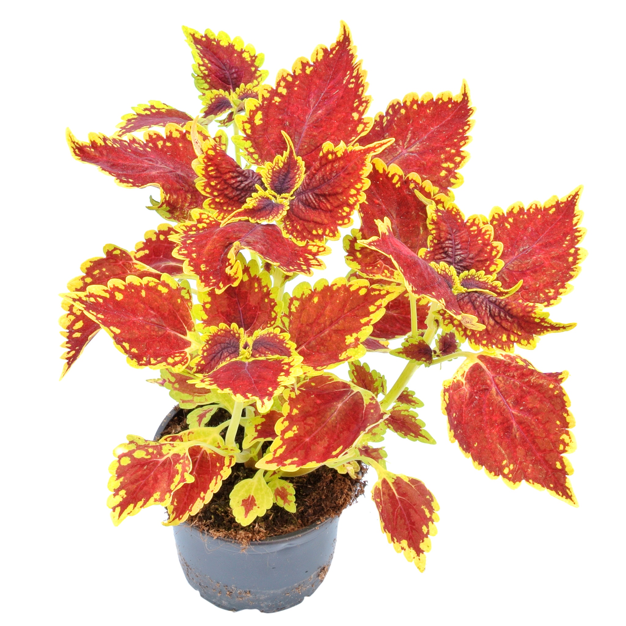 Coleus, in ghiveci, 12 cm  Kingfisher