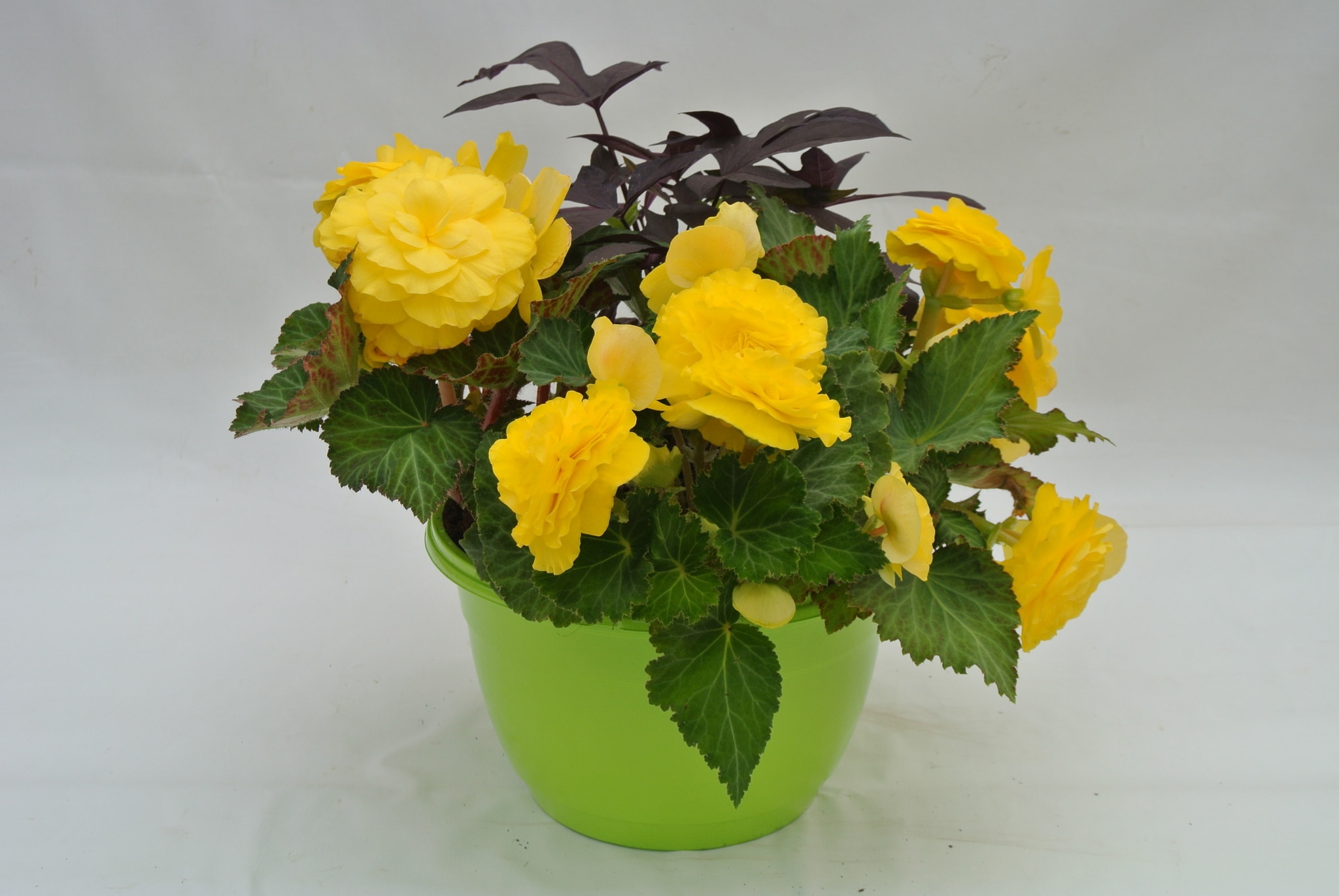 Comp Semiumbra, in ghiveci, 27 cm 