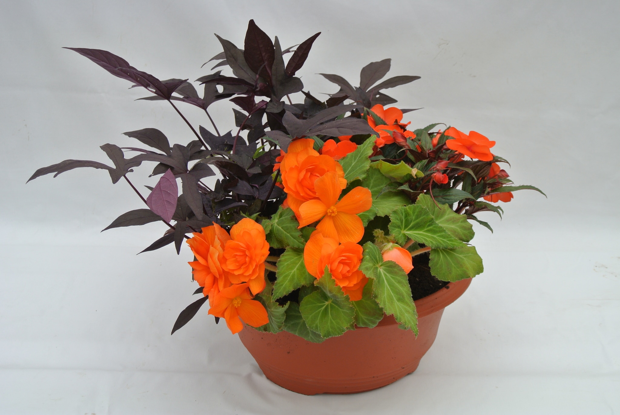 Comp Semiumbra, in ghiveci, 35 cm 