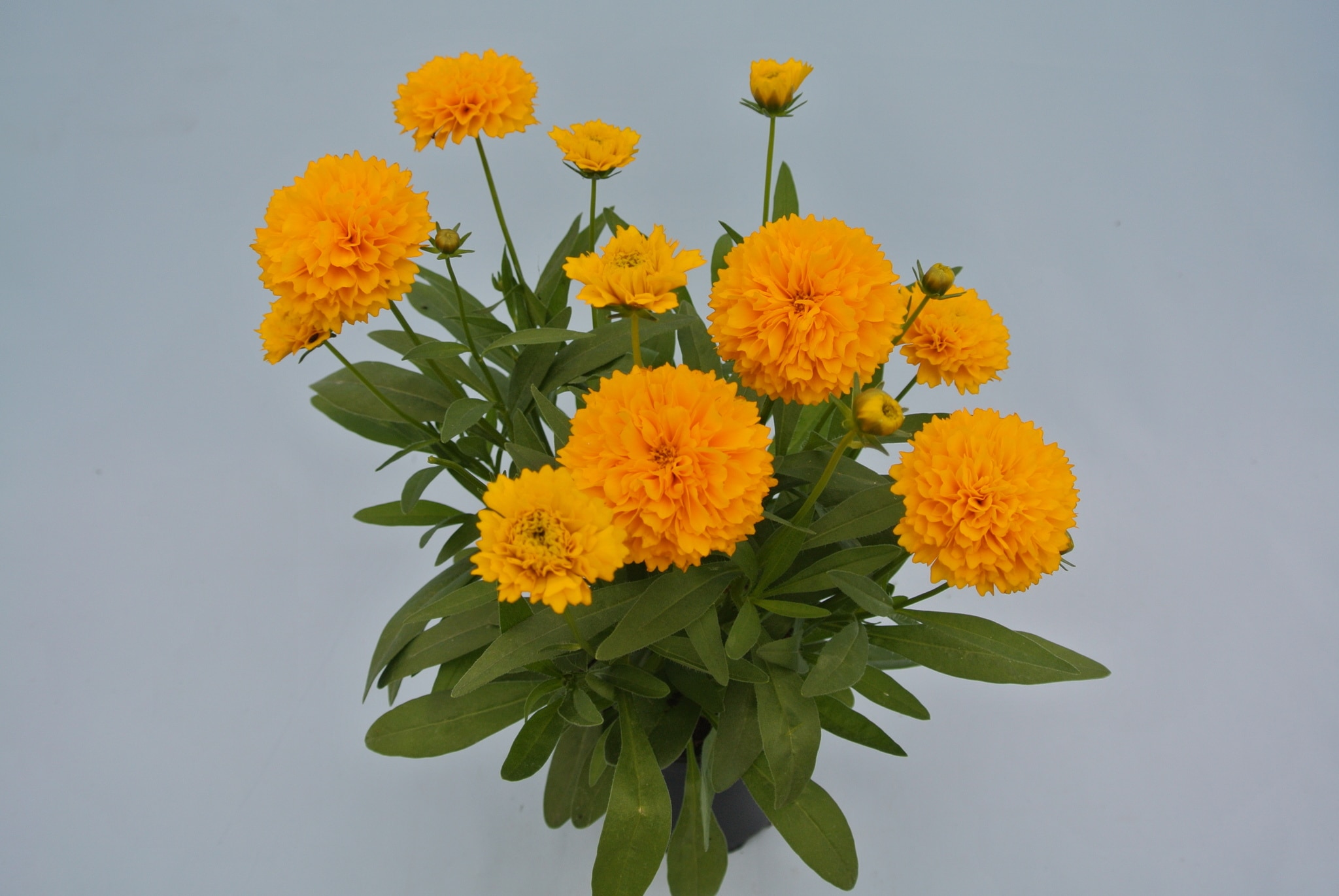 Coreopsis Grandiflora 12