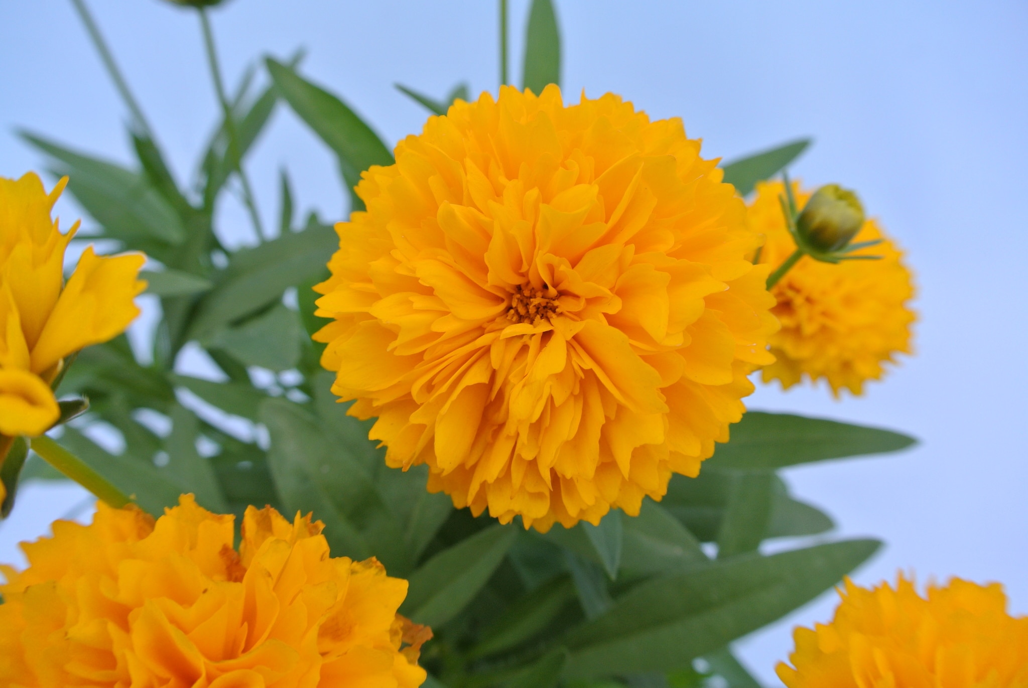 Coreopsis Grandiflora 12