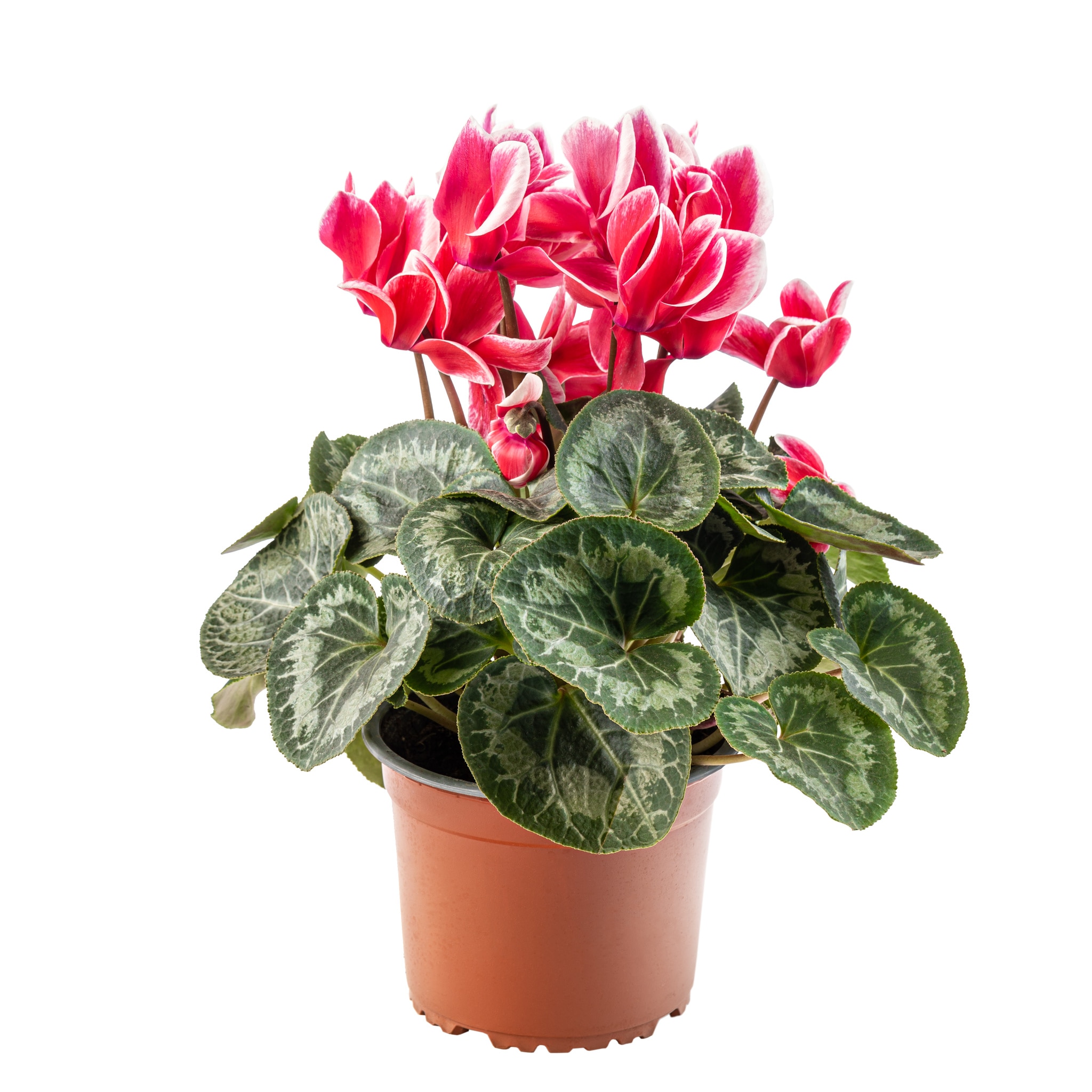 Cyclamen, in ghiveci, 14 cm 