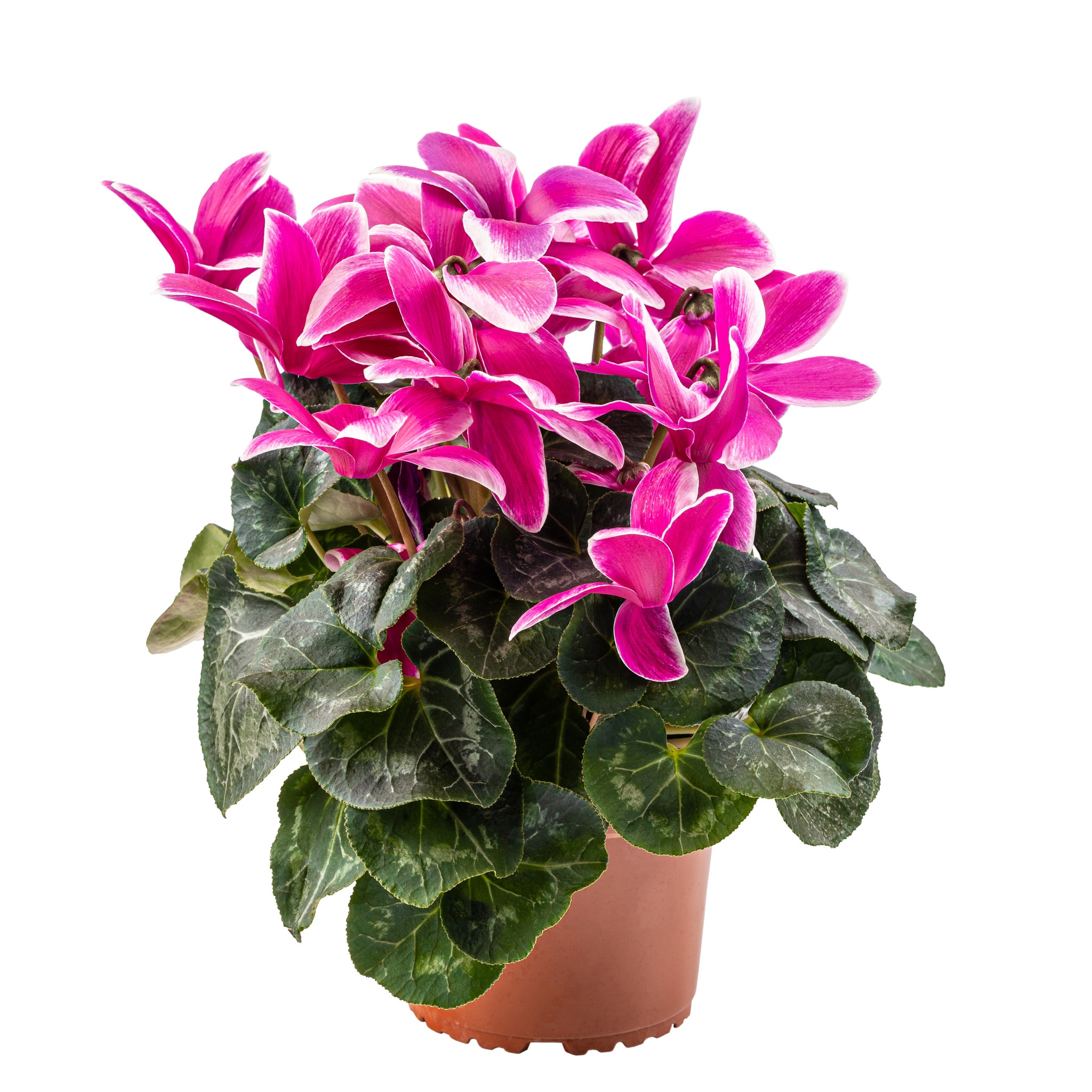 Cyclamen, in ghiveci, 14 cm 