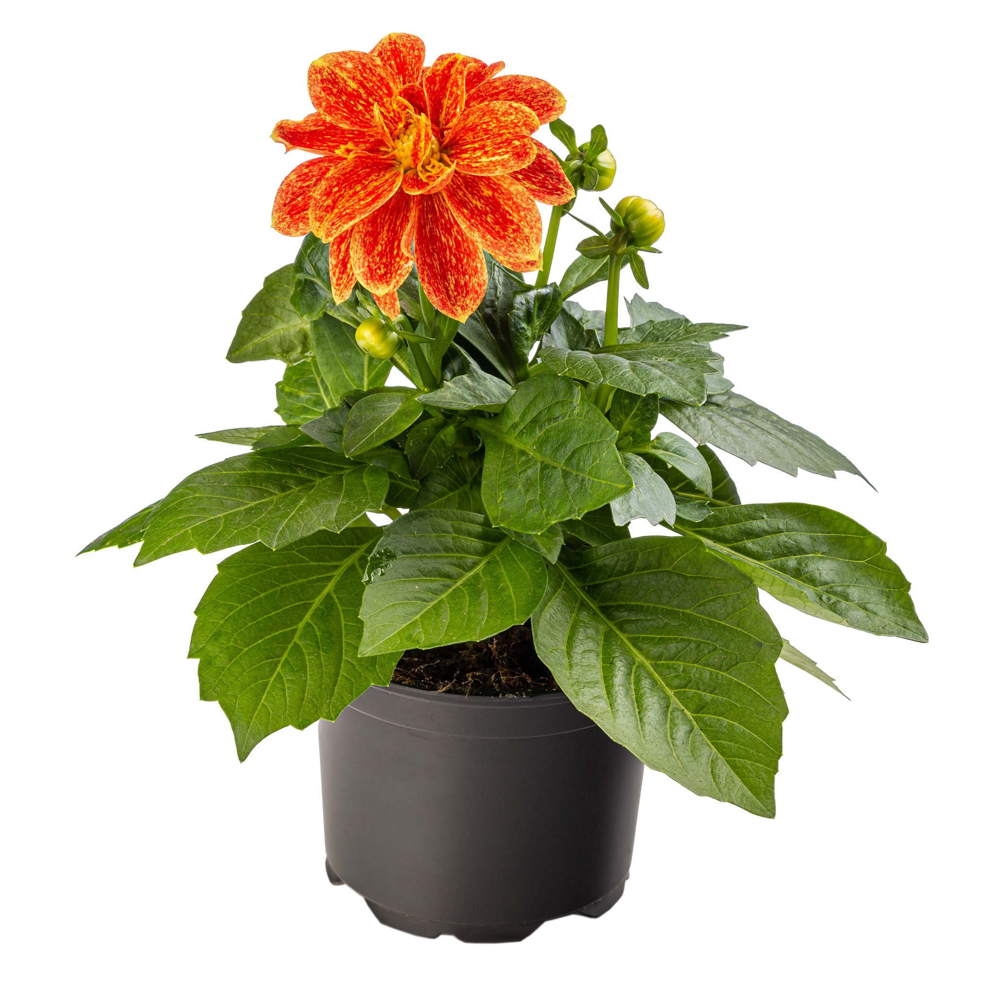 Dahlia Dalina, in ghiveci, 12 cm 