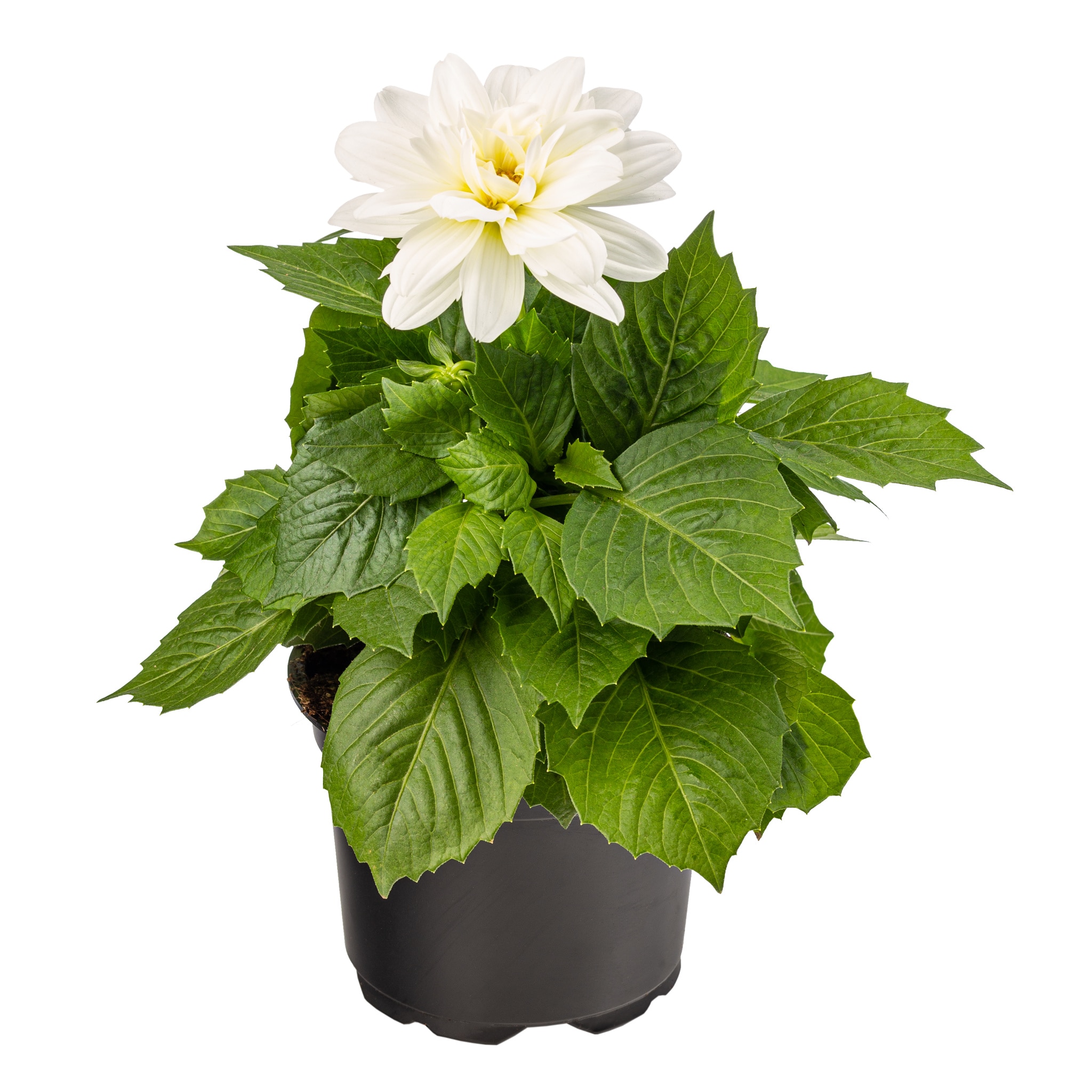 Dahlia Dalina, in ghiveci, 12 cm 