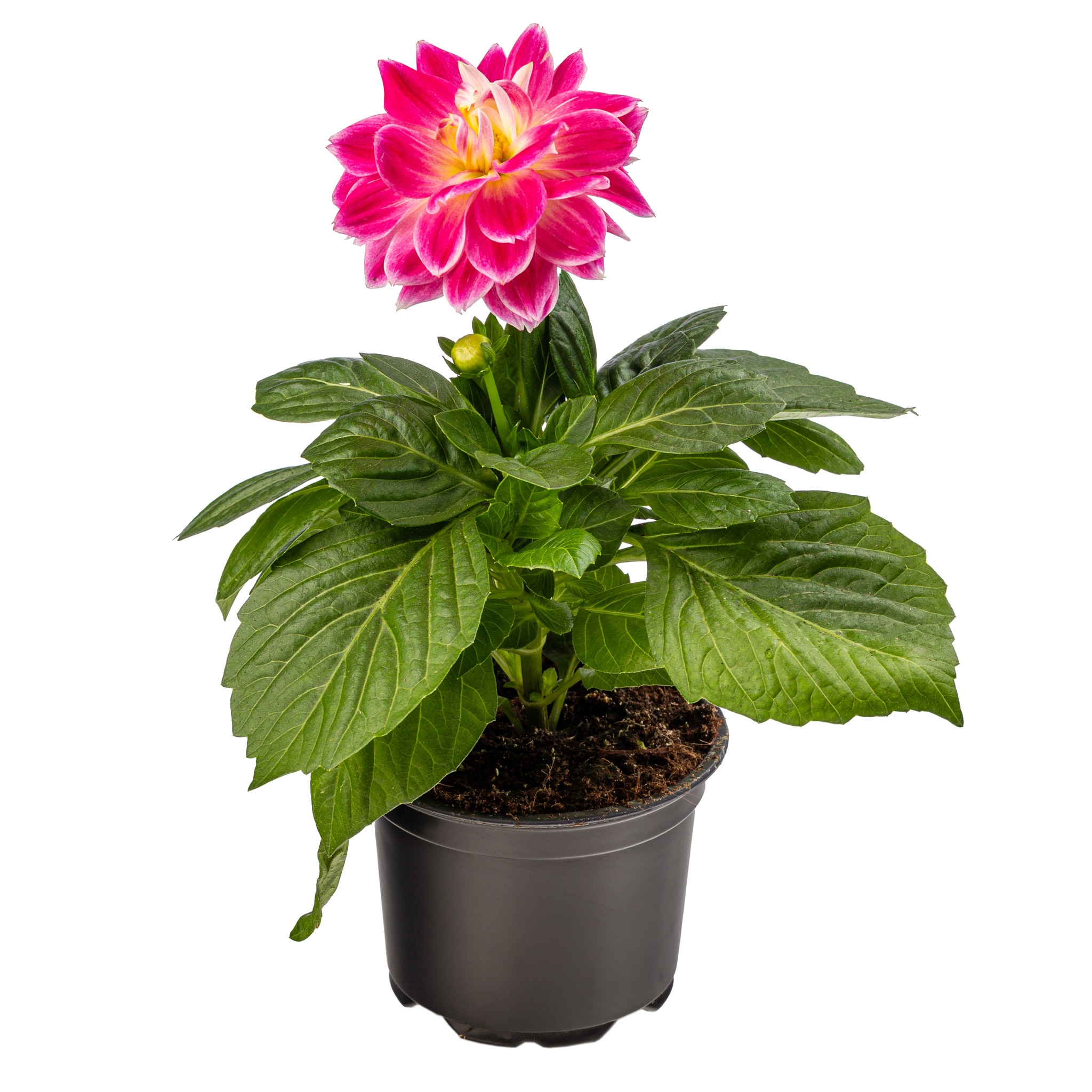 Dahlia Dalina, in ghiveci, 12 cm 