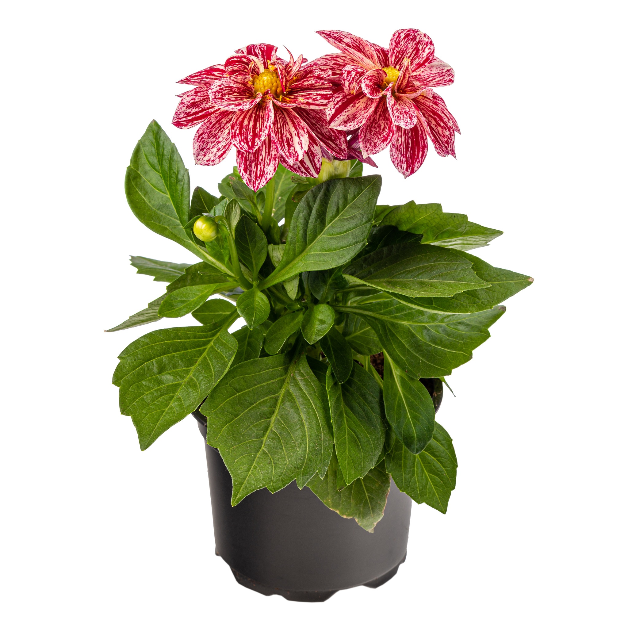 Dahlia Dalina, in ghiveci, 12 cm 