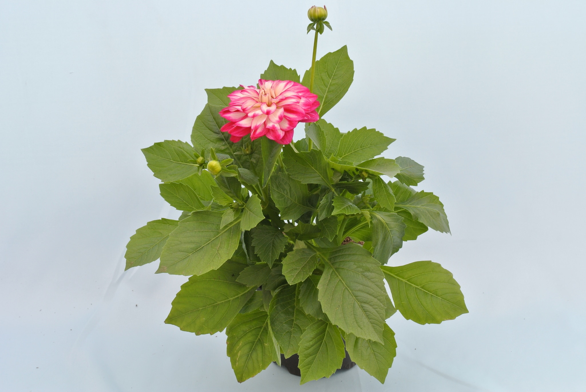 Dahlia Dalina, in ghiveci, 12 cm 