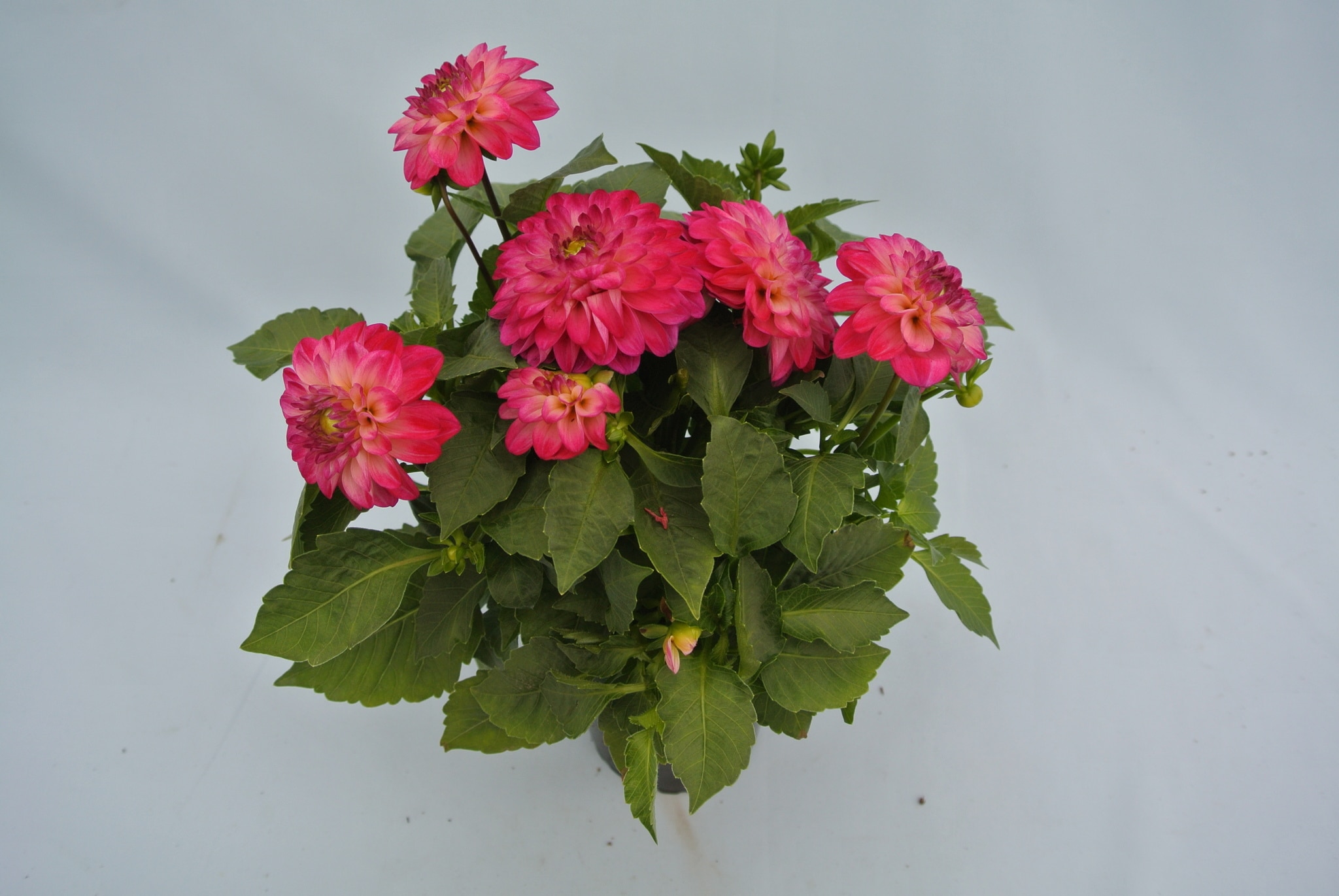 Dahlia Maxi, in ghiveci, 19 cm