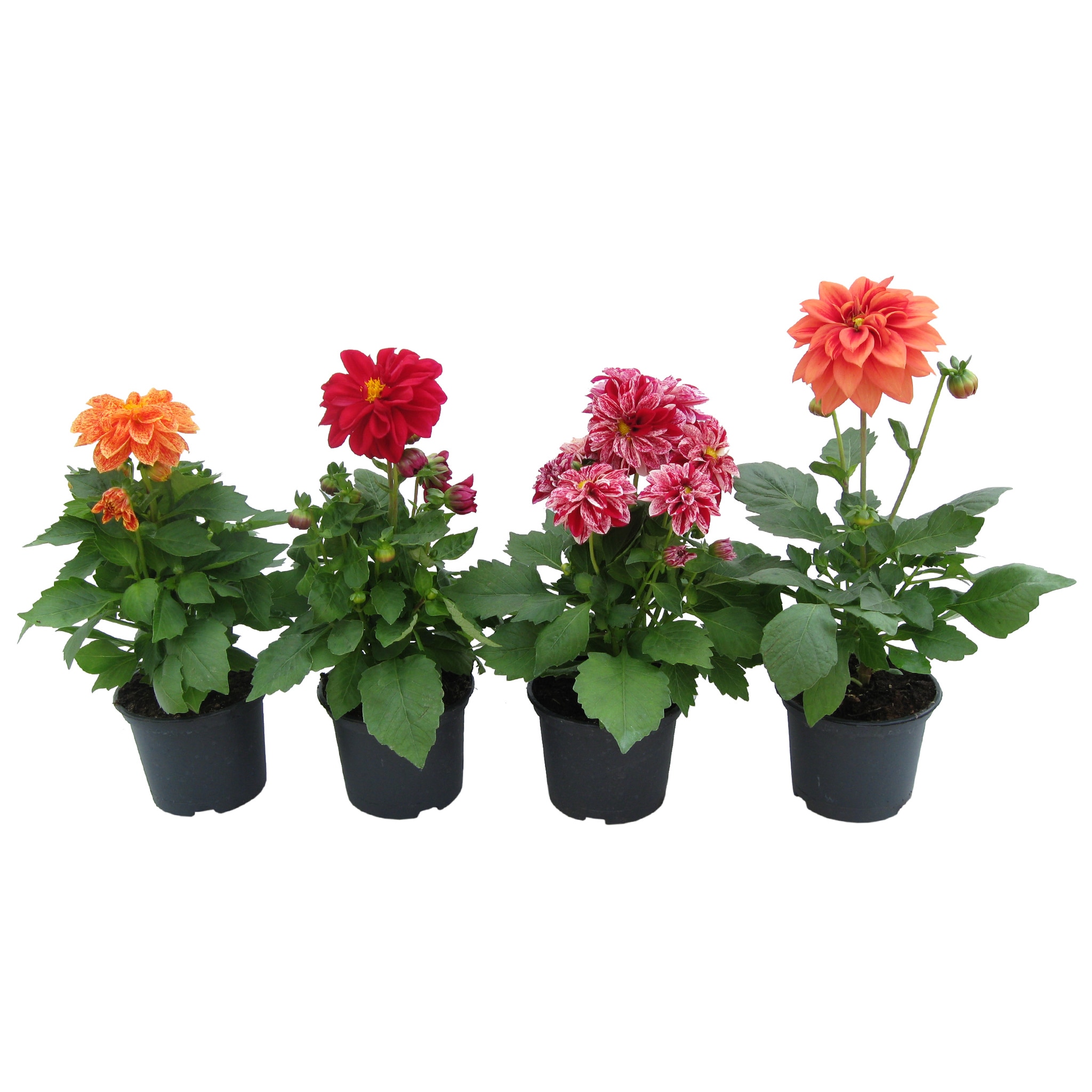 Dalia Figaro, in ghiveci, 10.5 cm 