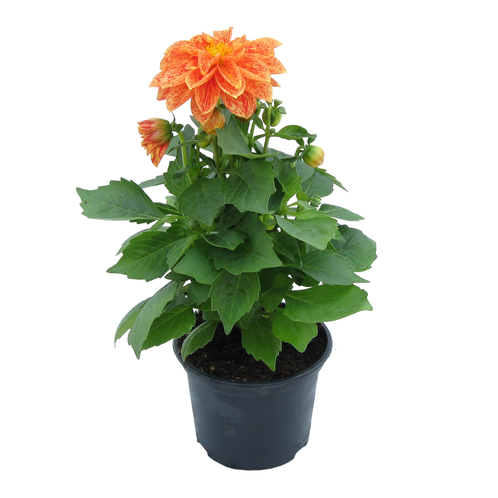 Dalia Figaro, in ghiveci, 10.5 cm 