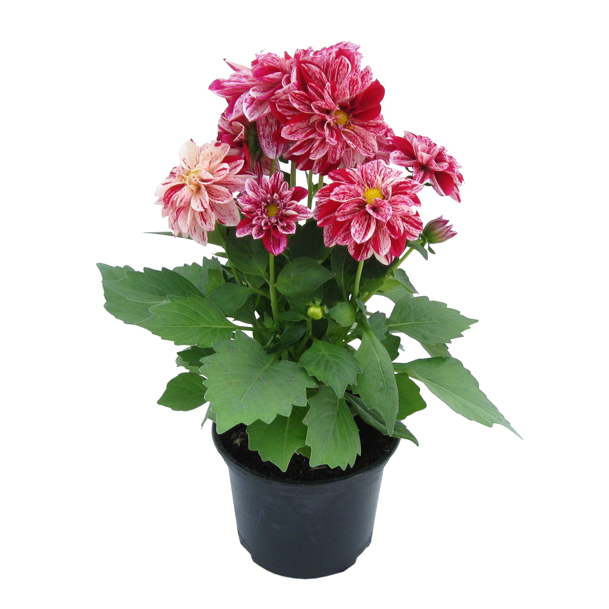 Dalia Figaro, in ghiveci, 10.5 cm 