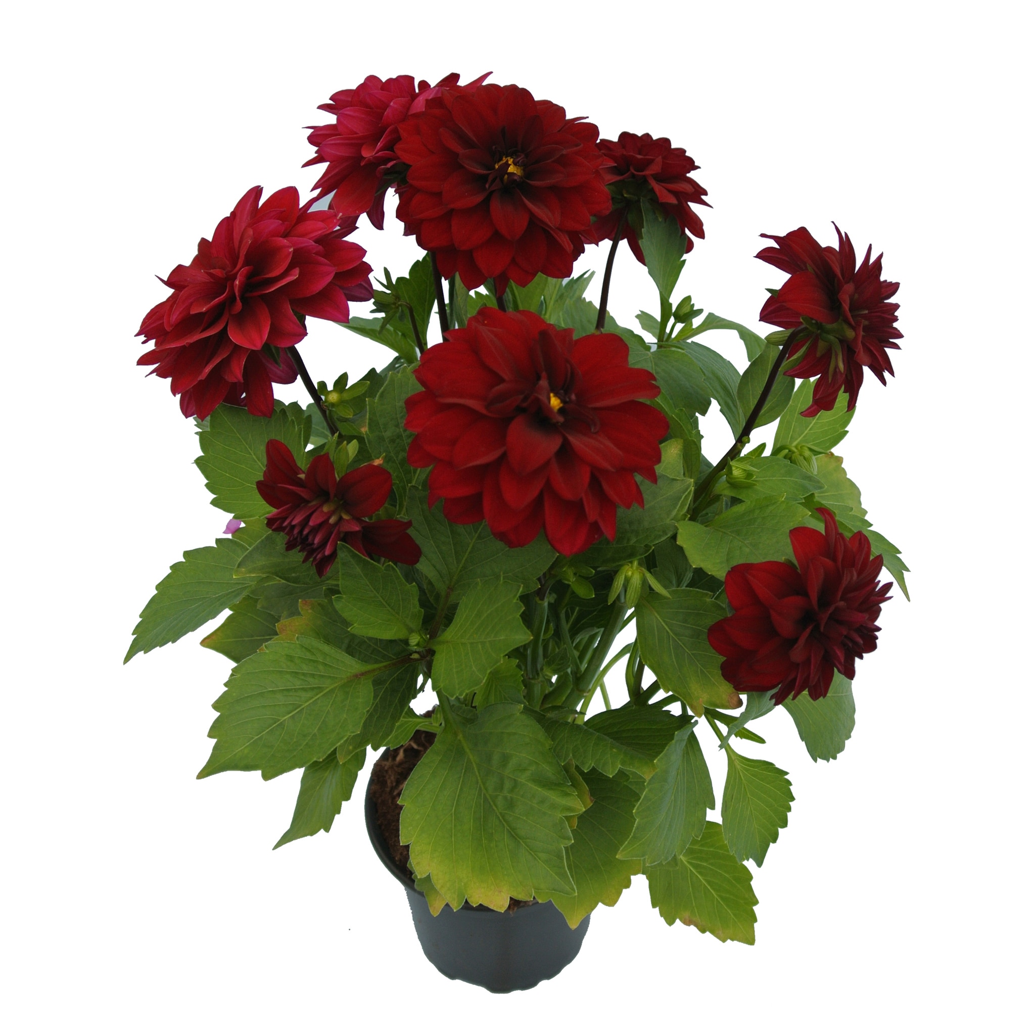 Dalia Figaro, in ghiveci, 10.5 cm 