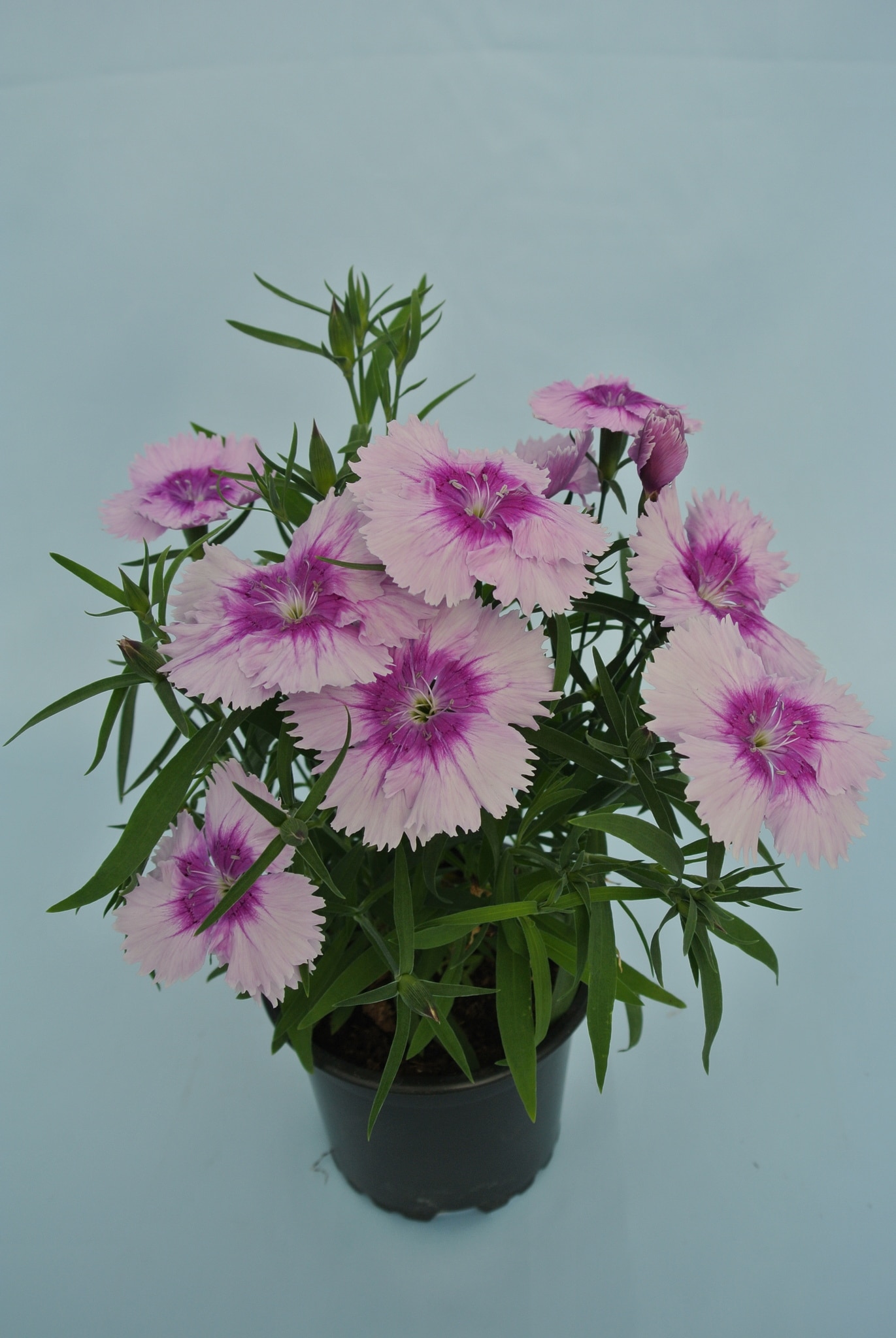Dianthus Chinensis, in ghiveci, 10.5 cm 