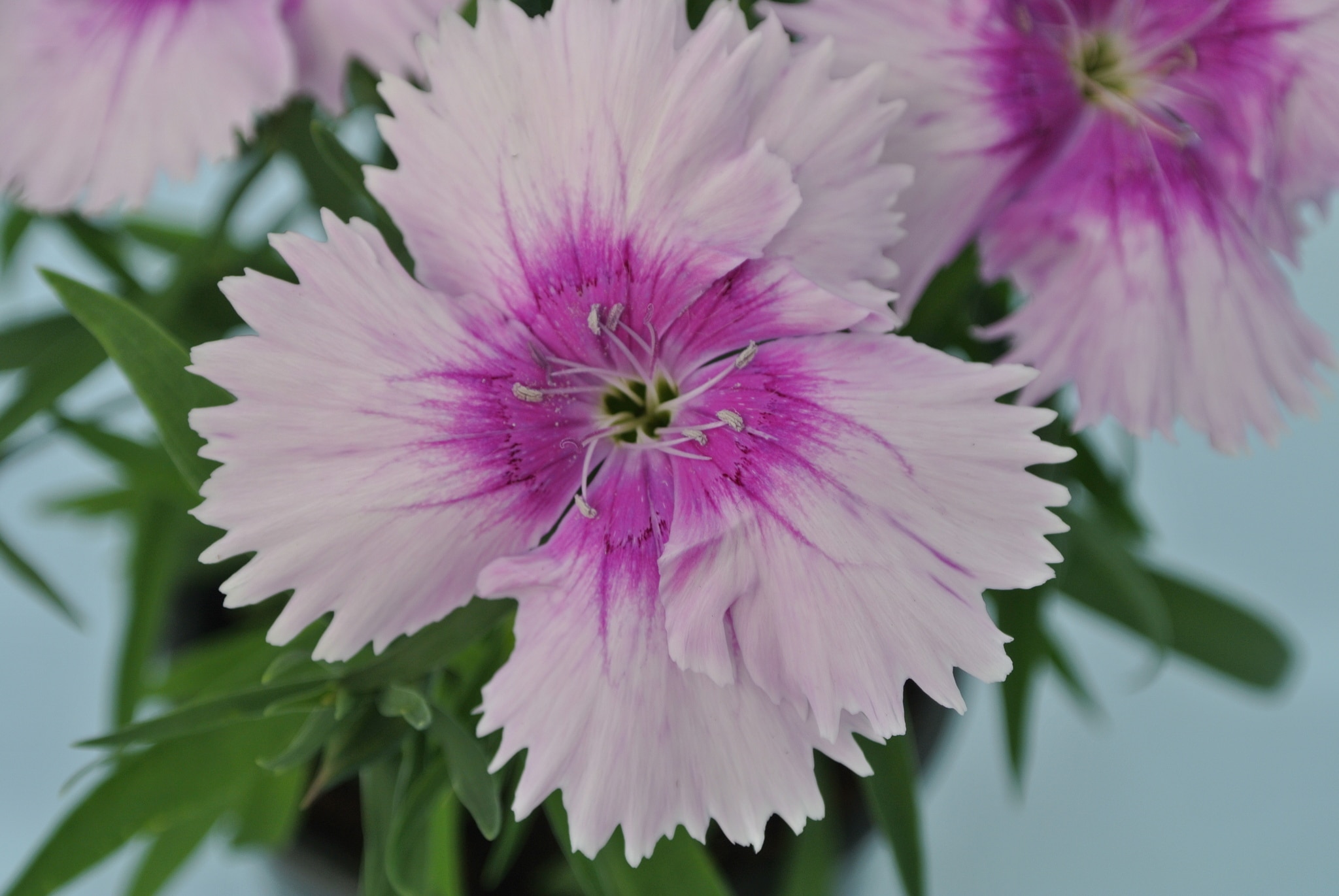 Dianthus Chinensis, in ghiveci, 10.5 cm 