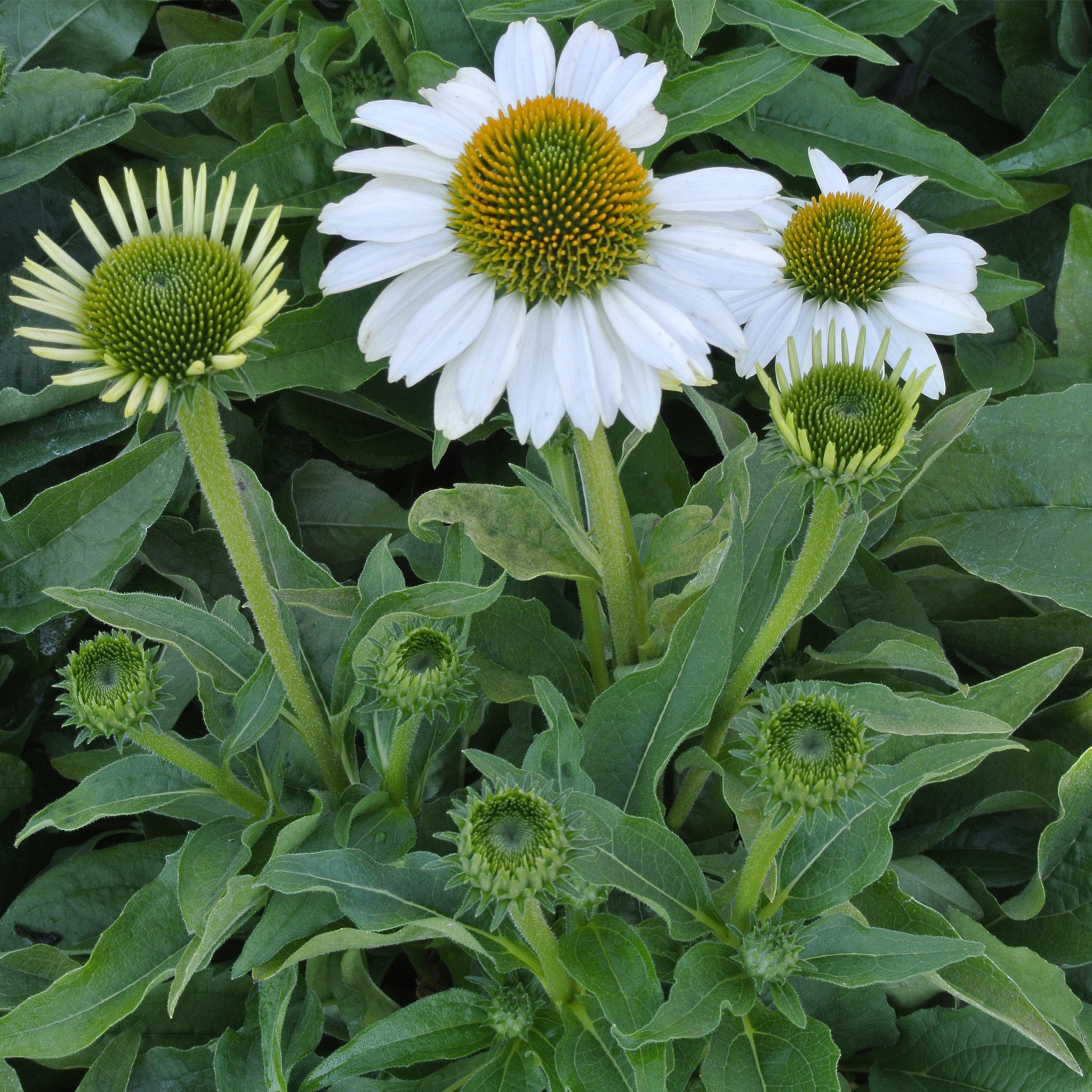 Echinacea Purpurea 19