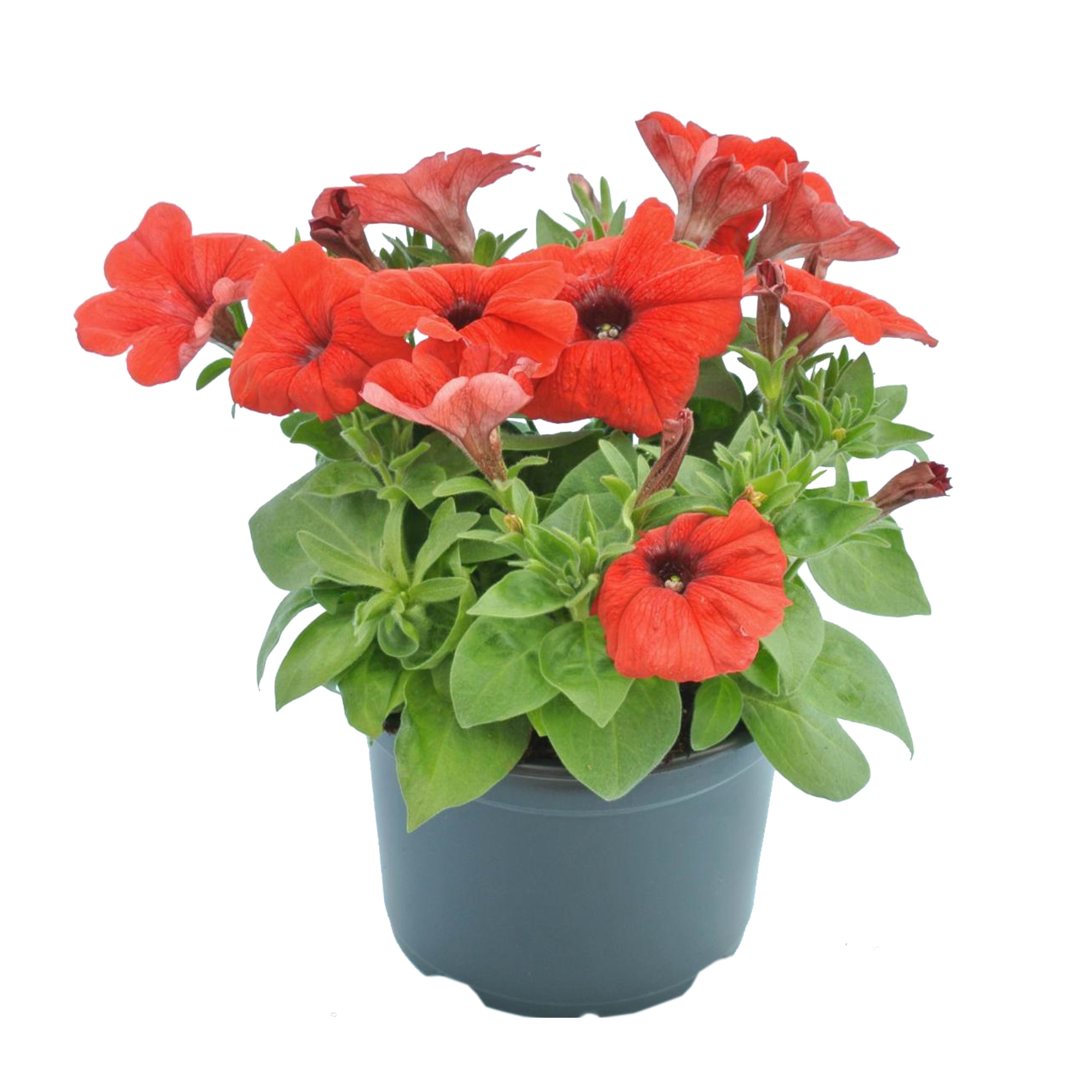 Petunia Crug, in ghiveci, 12 cm