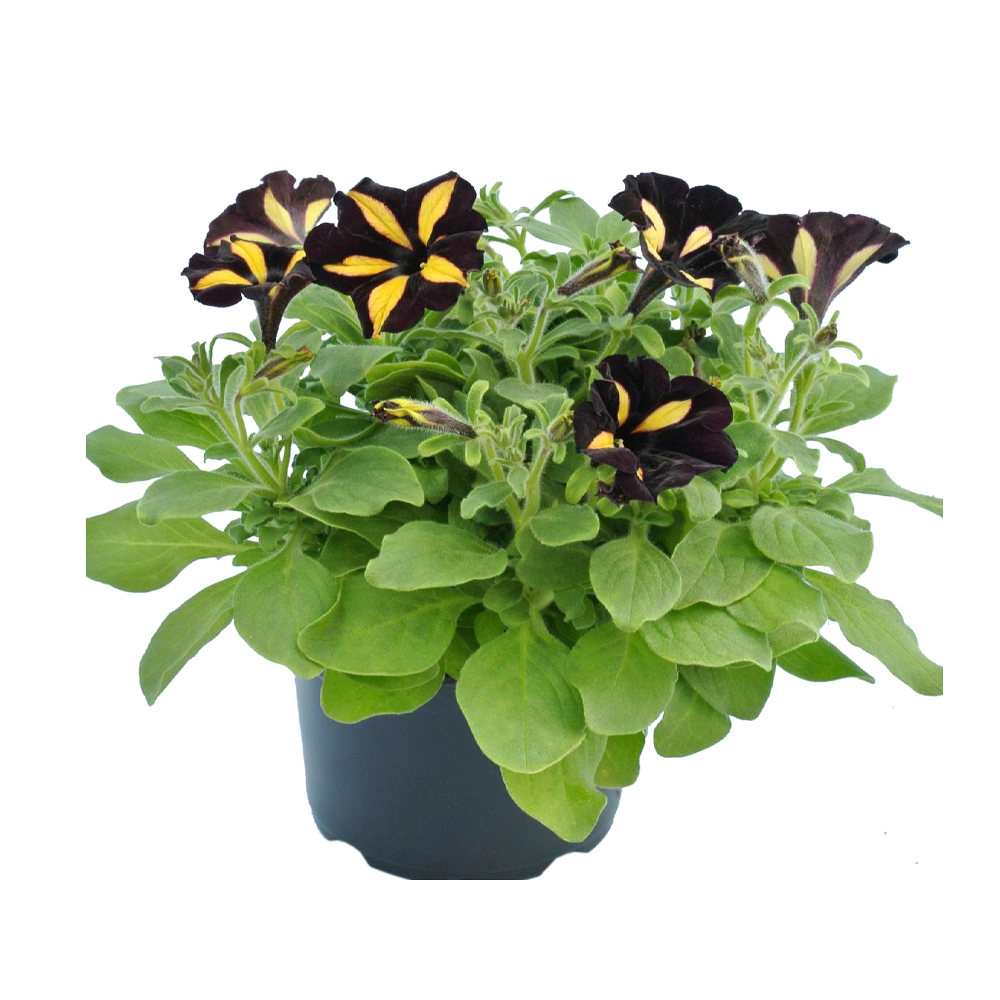 Petunia Crug, in ghiveci, 12 cm