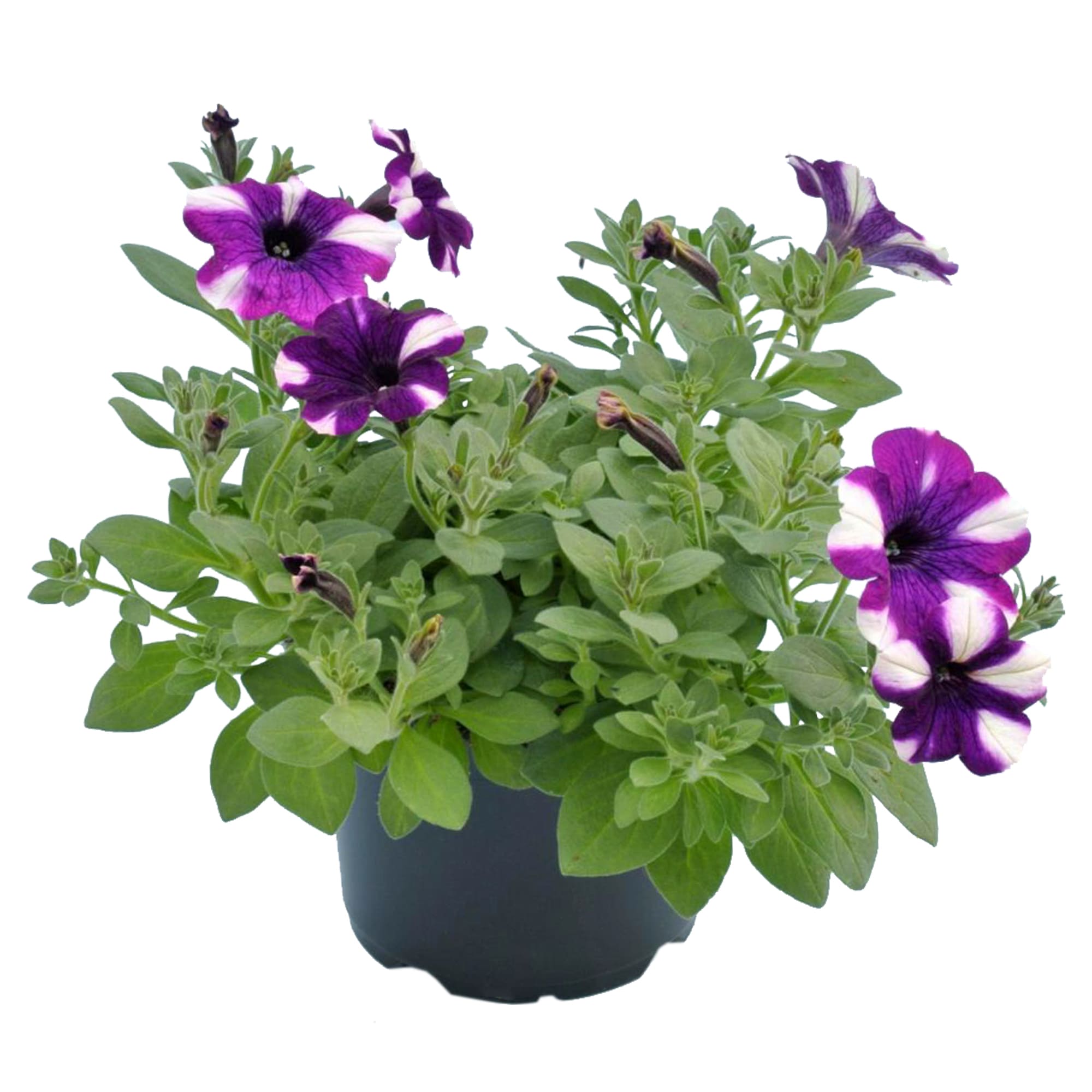 Petunia Crug, in ghiveci, 12 cm