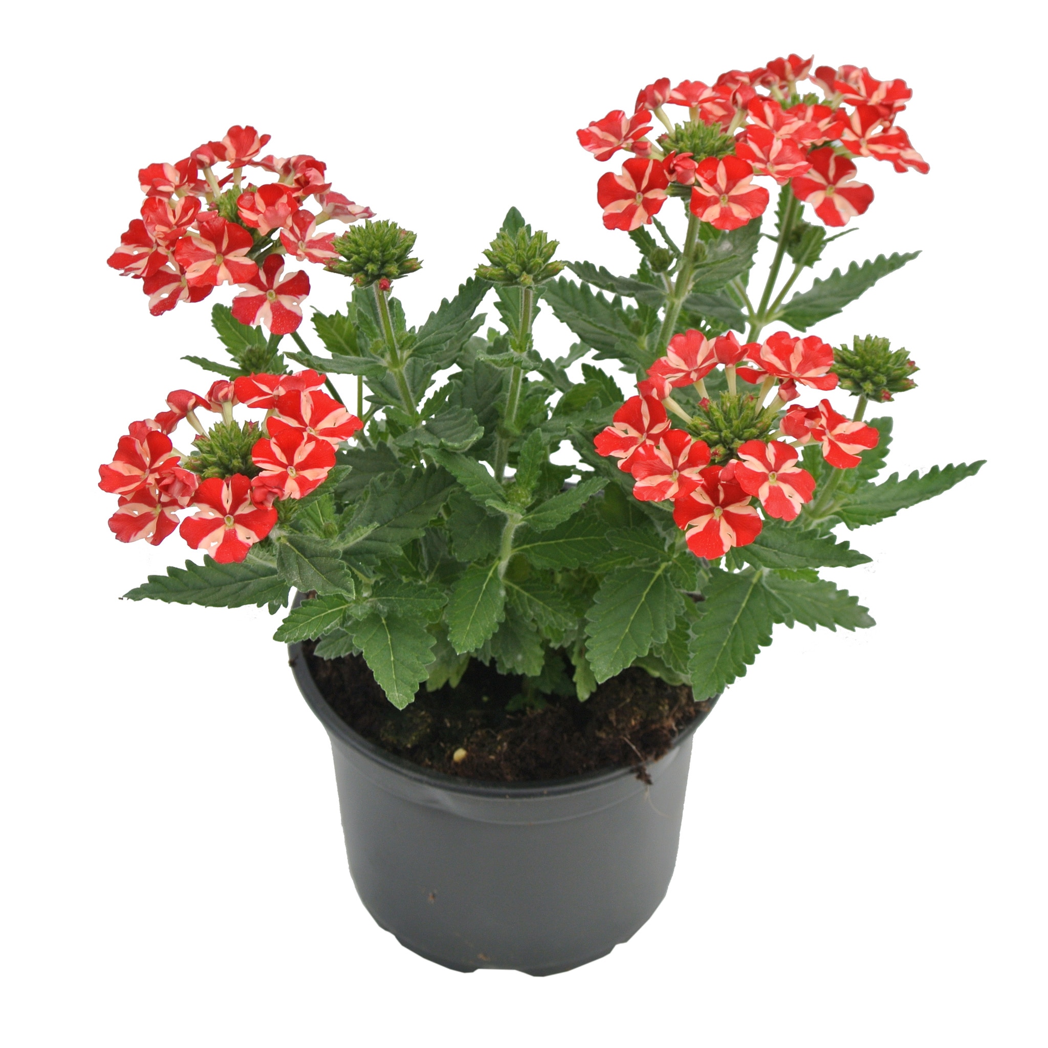 Verbena Curgatoare, in ghiveci, 12 cm