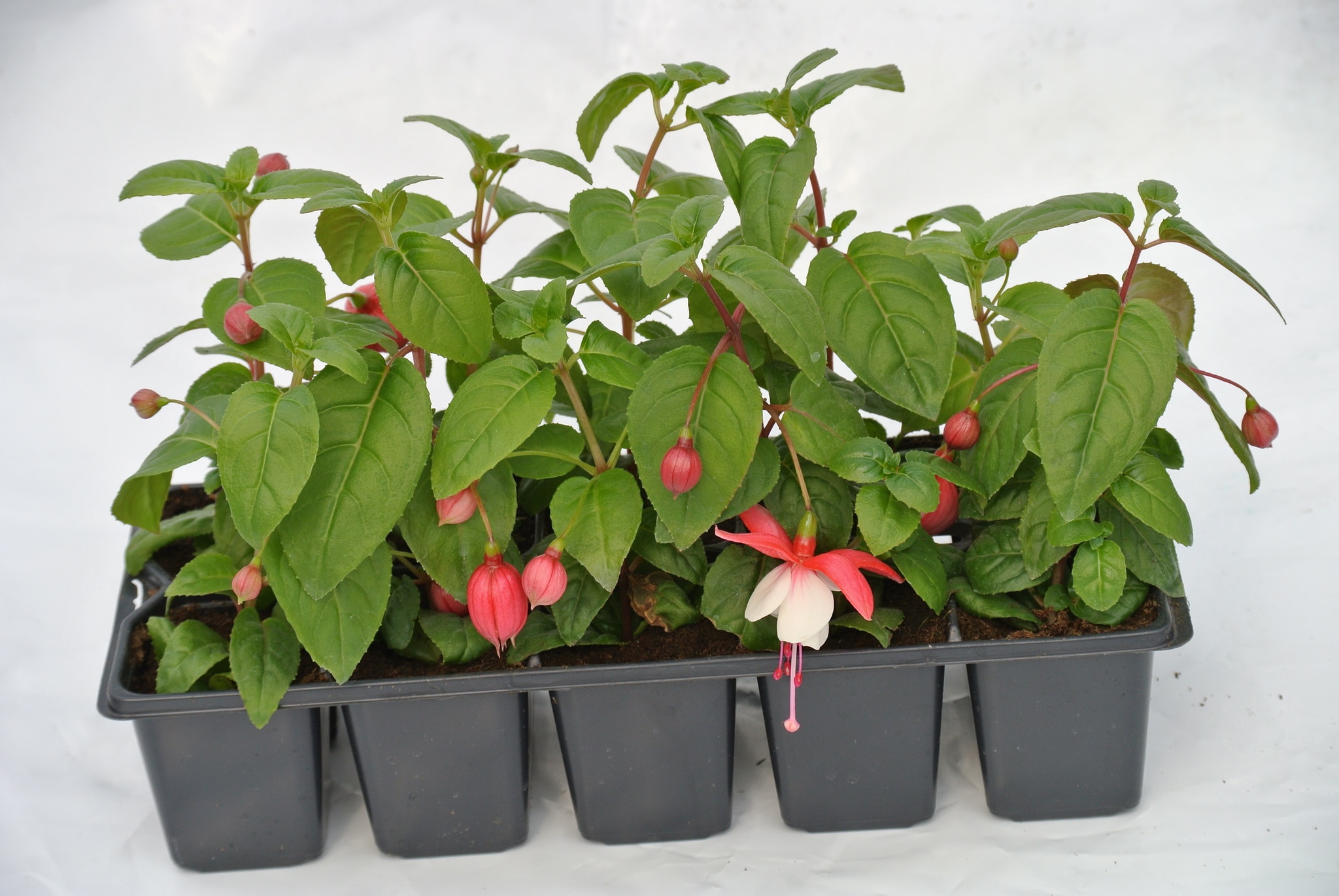 Fuchsia Pack, in ghiveci, 10 cm