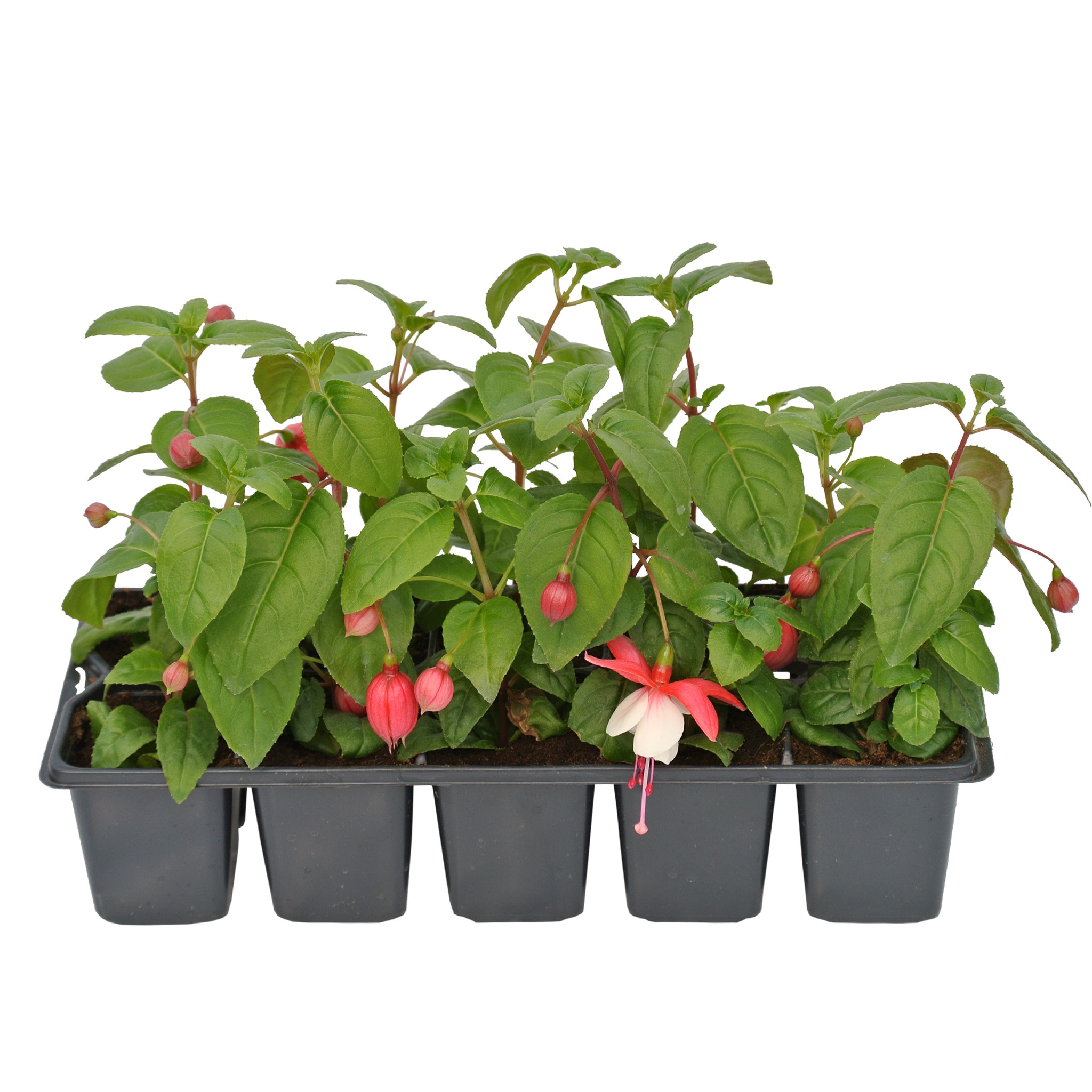 Fuchsia Pack, in ghiveci, 10 cm
