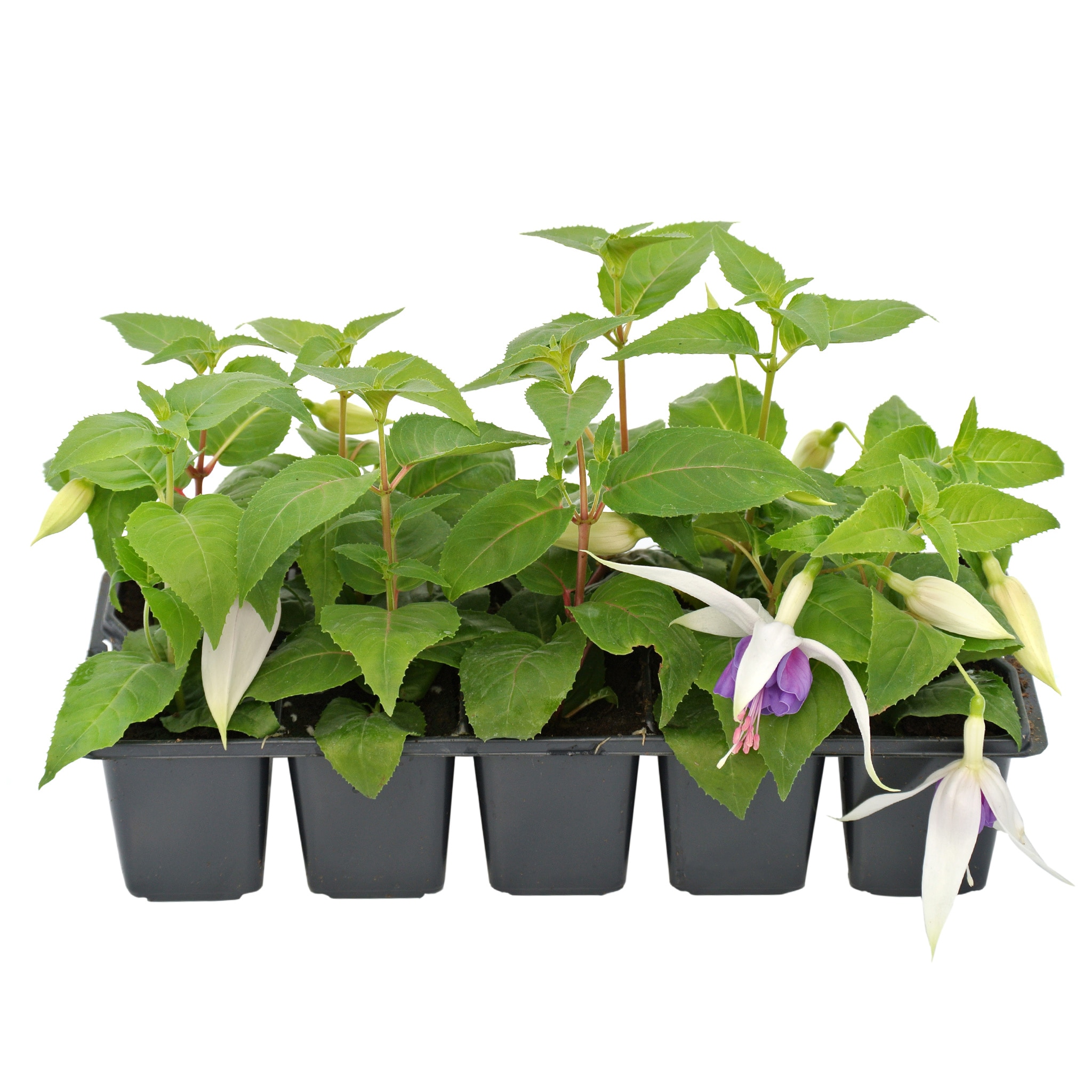 Fuchsia Pack, in ghiveci, 10 cm