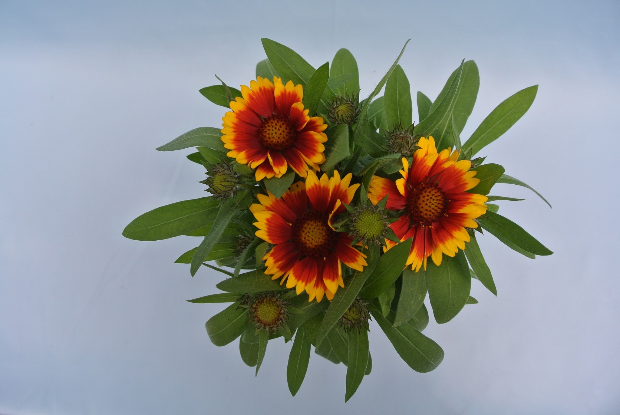 Gaillardia Aristata 12