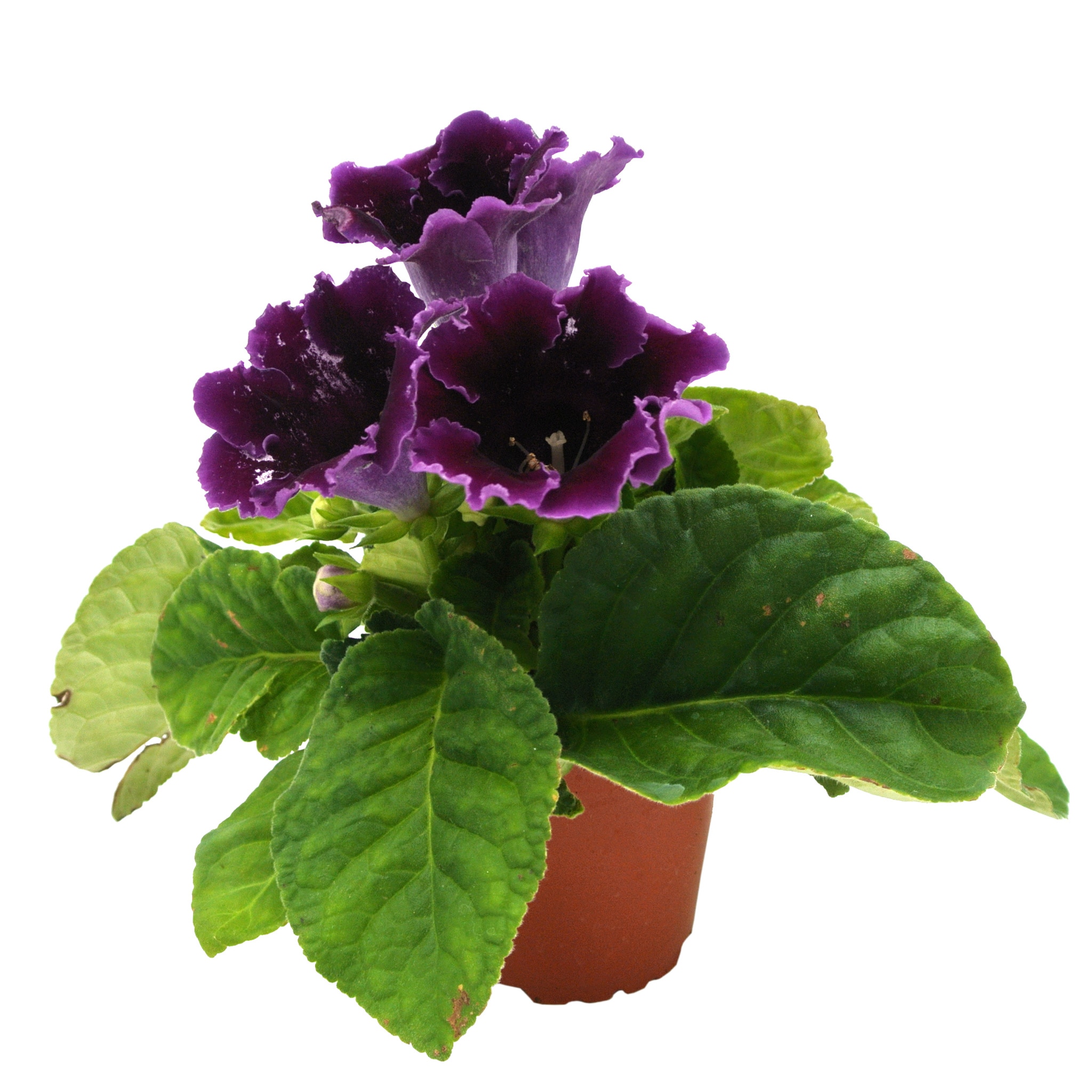 Gloxinia Sinningia Speciosa, in ghiveci, 12 cm