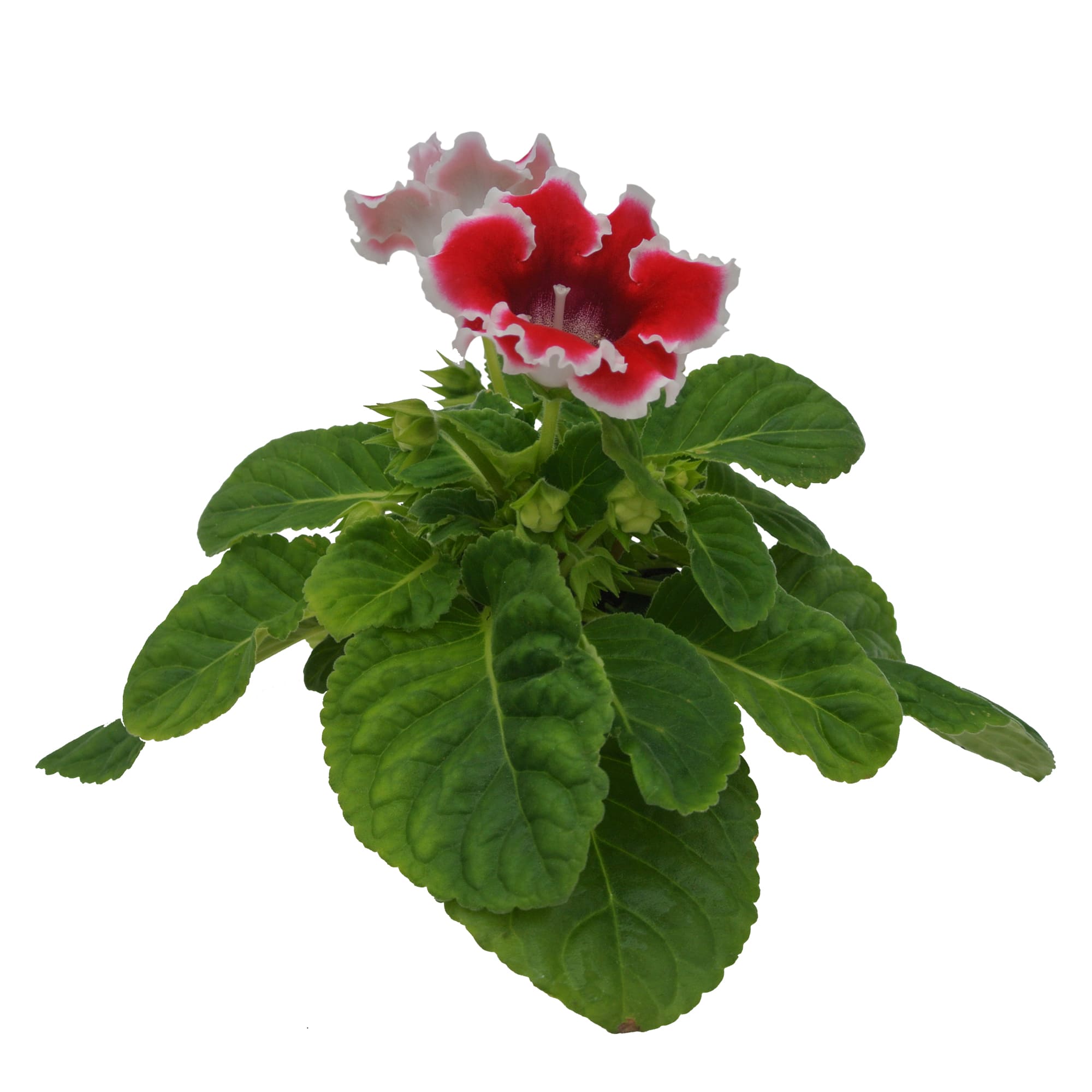 Gloxinia Sinningia Speciosa, in ghiveci, 12 cm