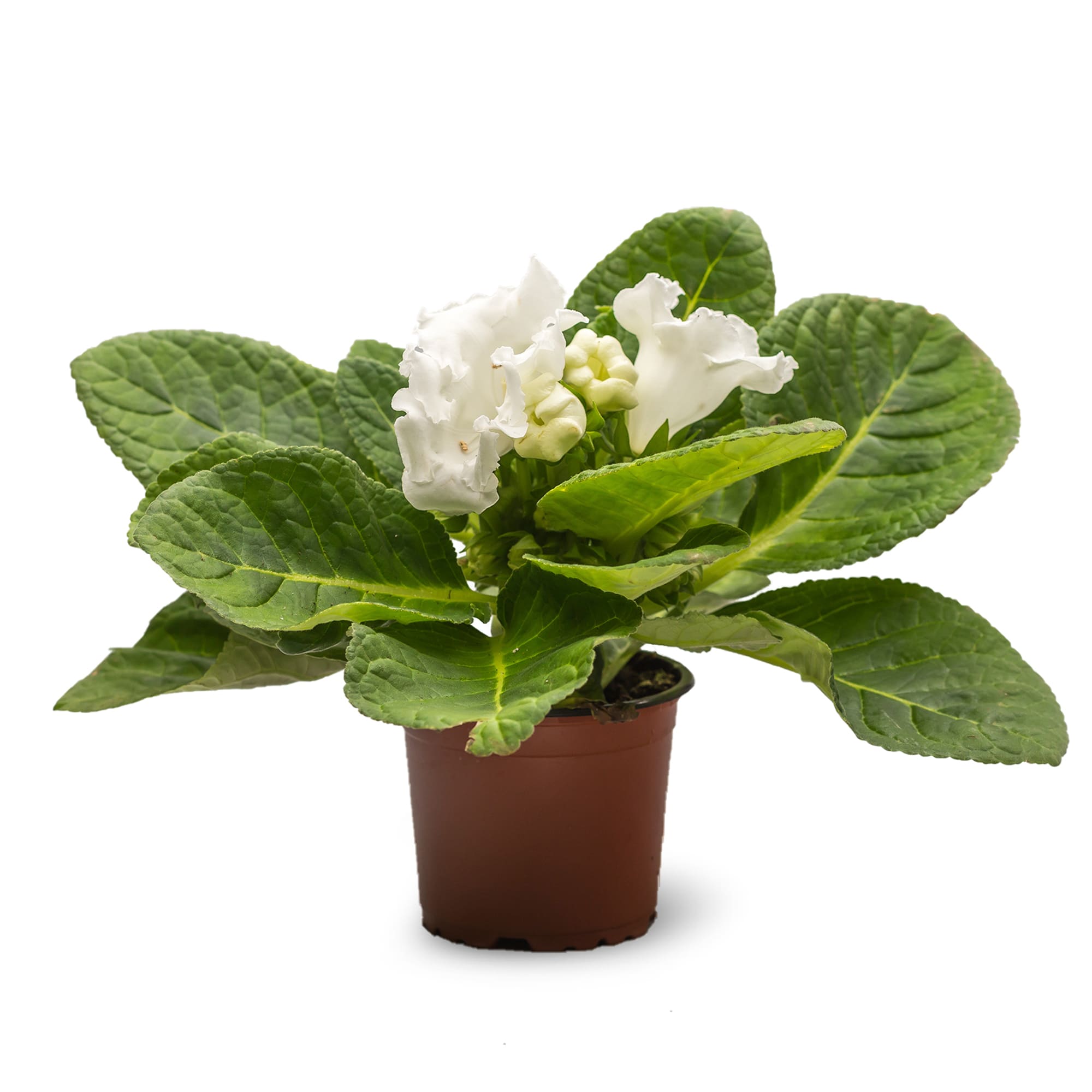 Gloxinia Sinningia Speciosa, in ghiveci, 12 cm