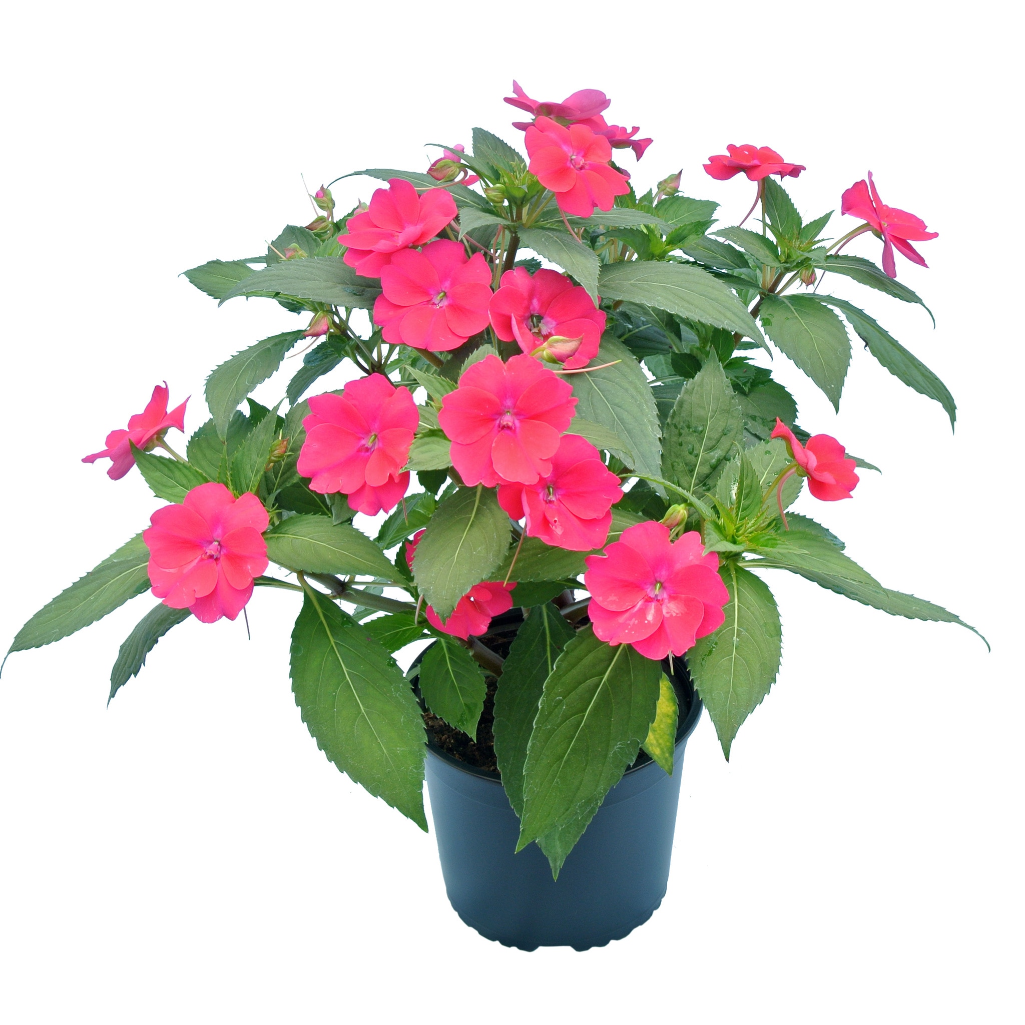 Impatiens New Guinea, in ghiveci, 12 cm 