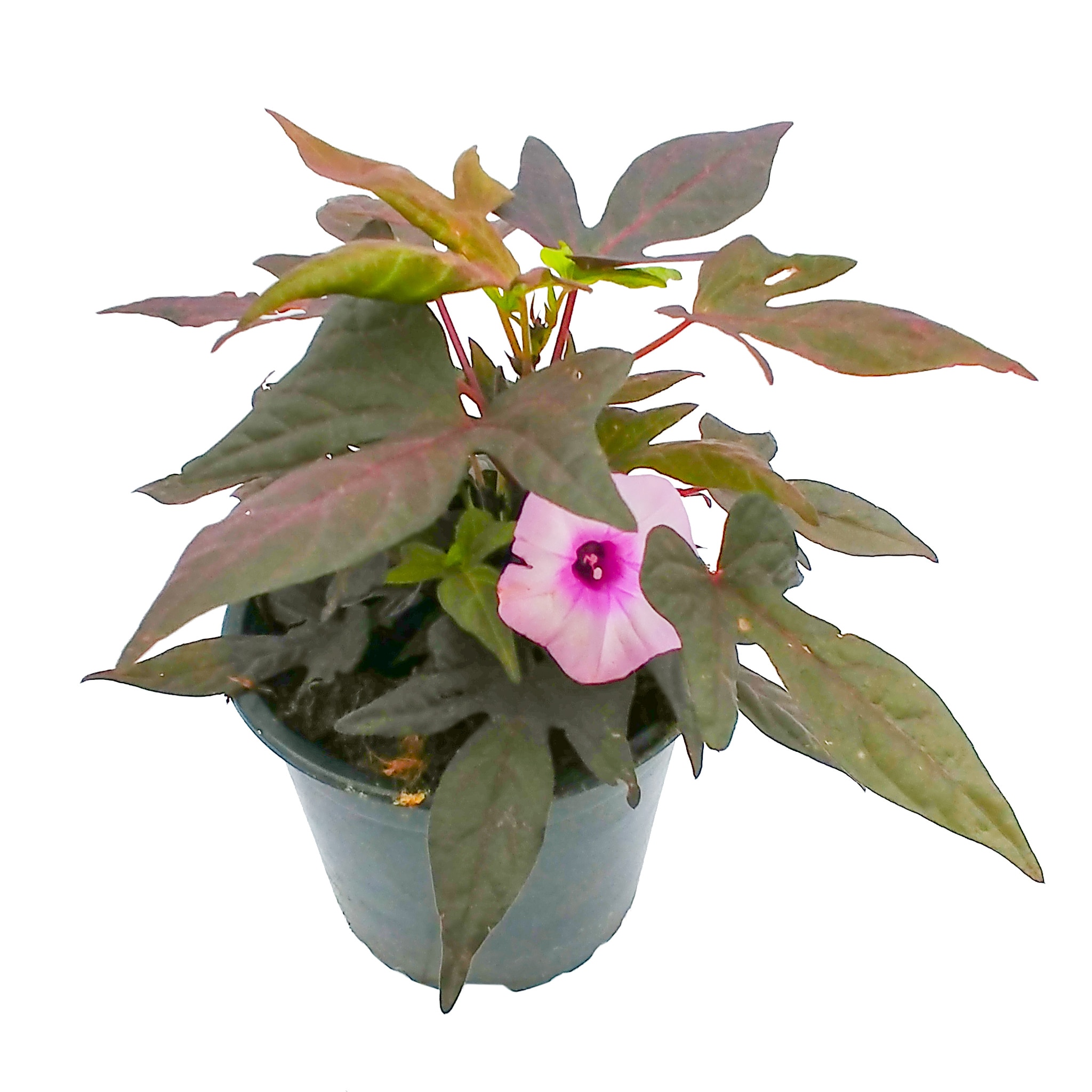 Ipomea, in ghiveci, 12 cm 