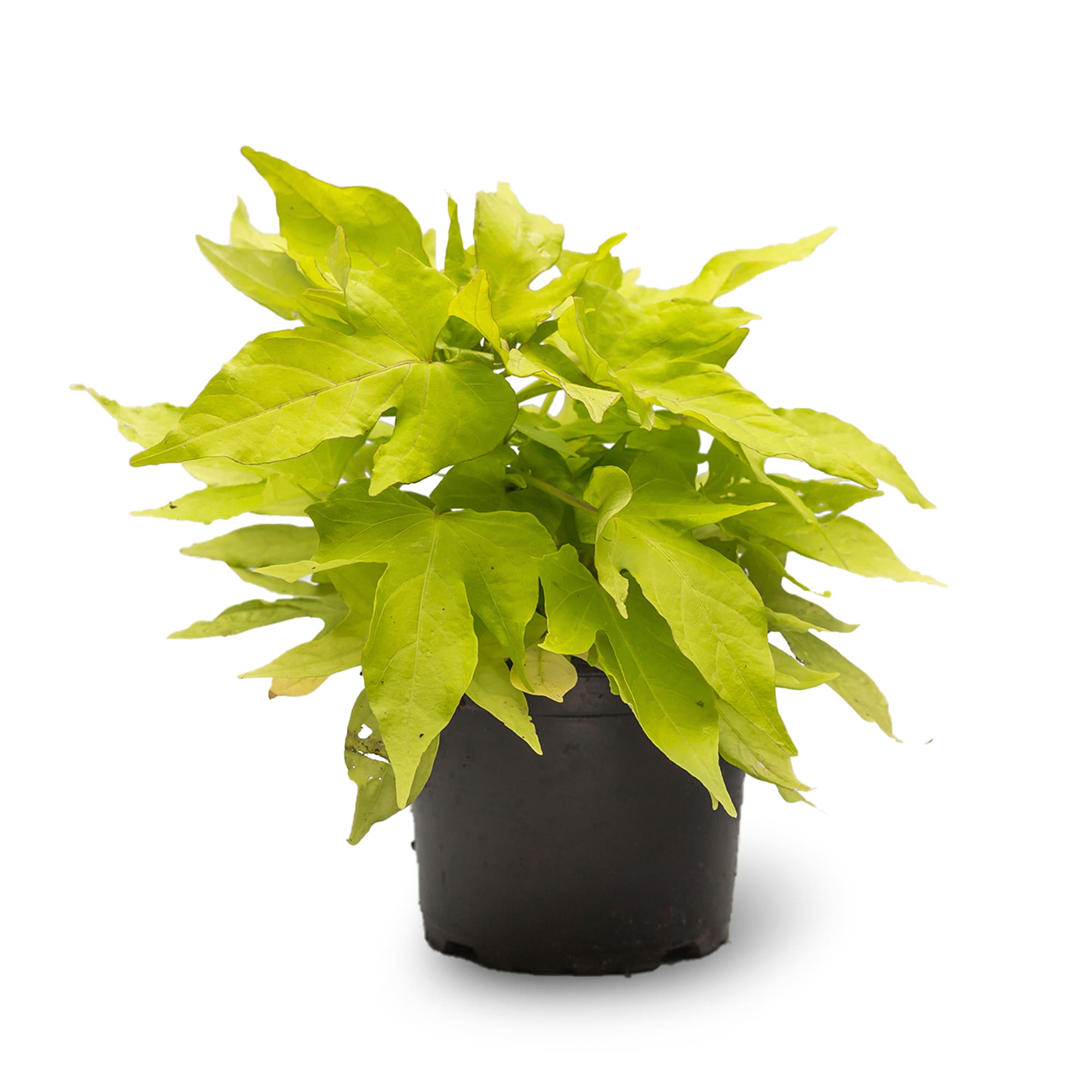 Ipomea, in ghiveci, 12 cm 