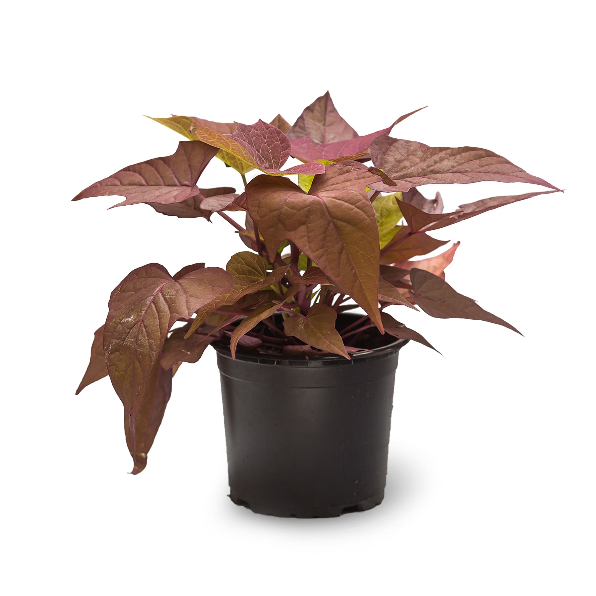 Ipomea, in ghiveci, 12 cm 