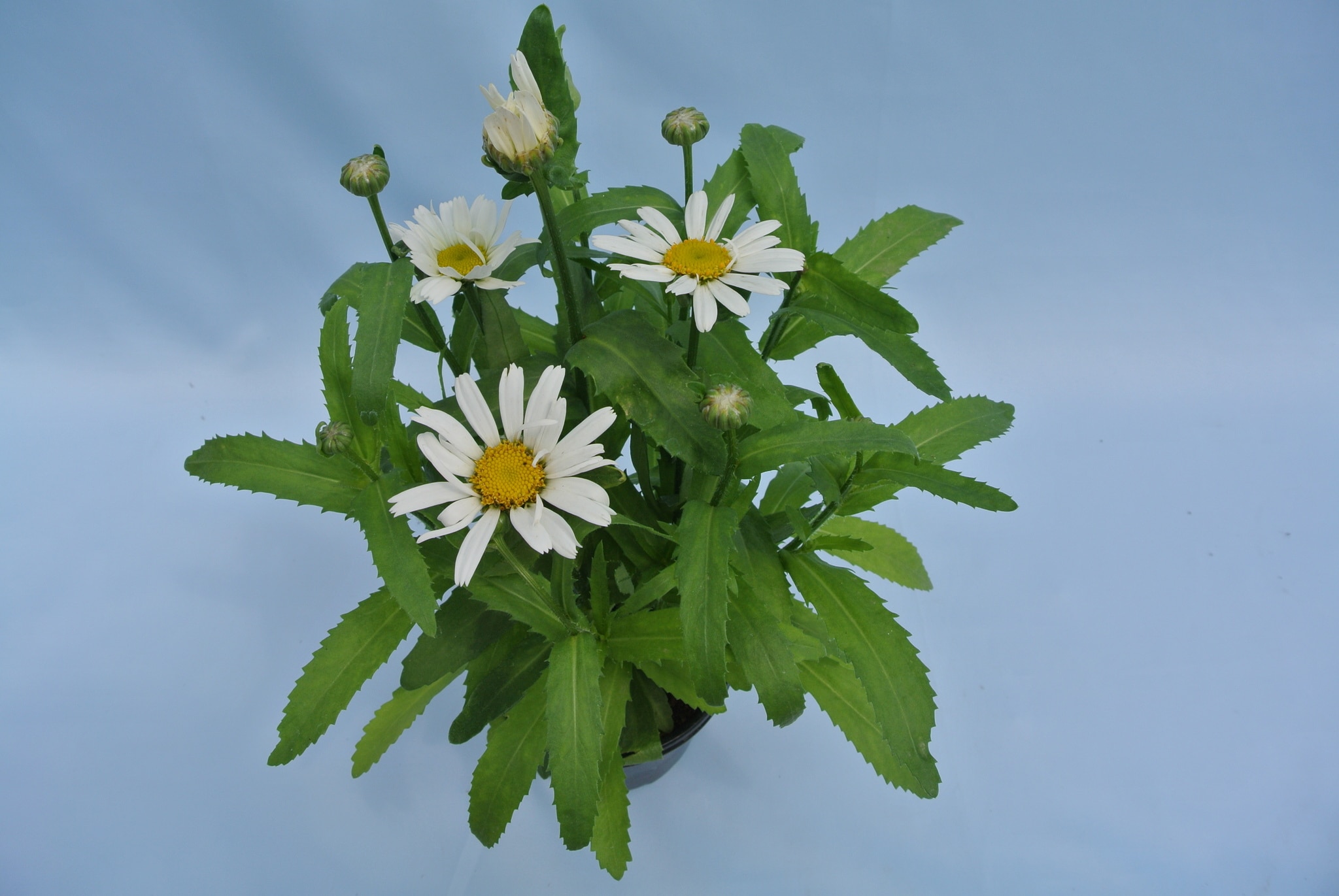 Leucanthemum Maximum 12