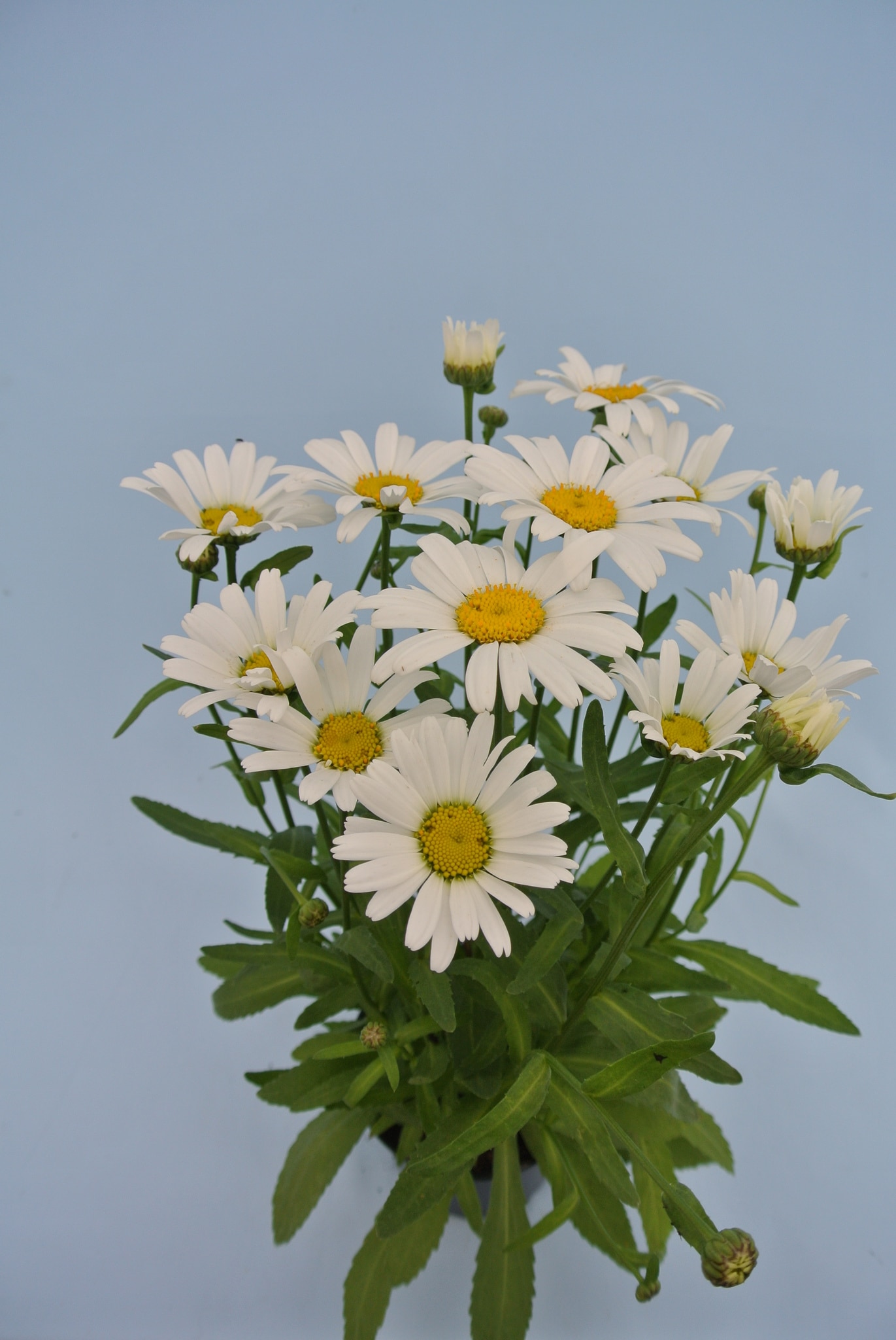 Leucanthemum Maximum 12