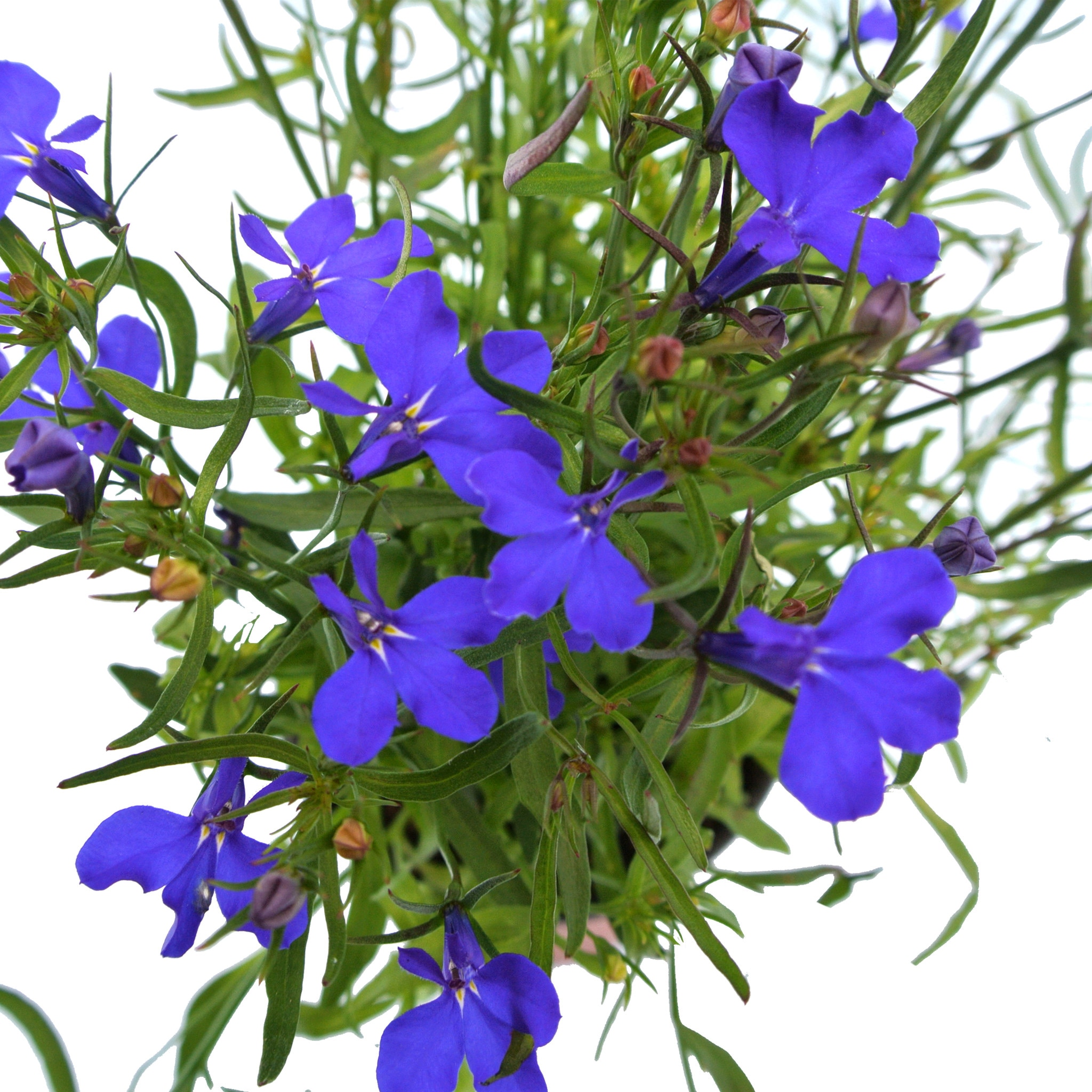 Lobelia, in ghiveci, 9 cm 