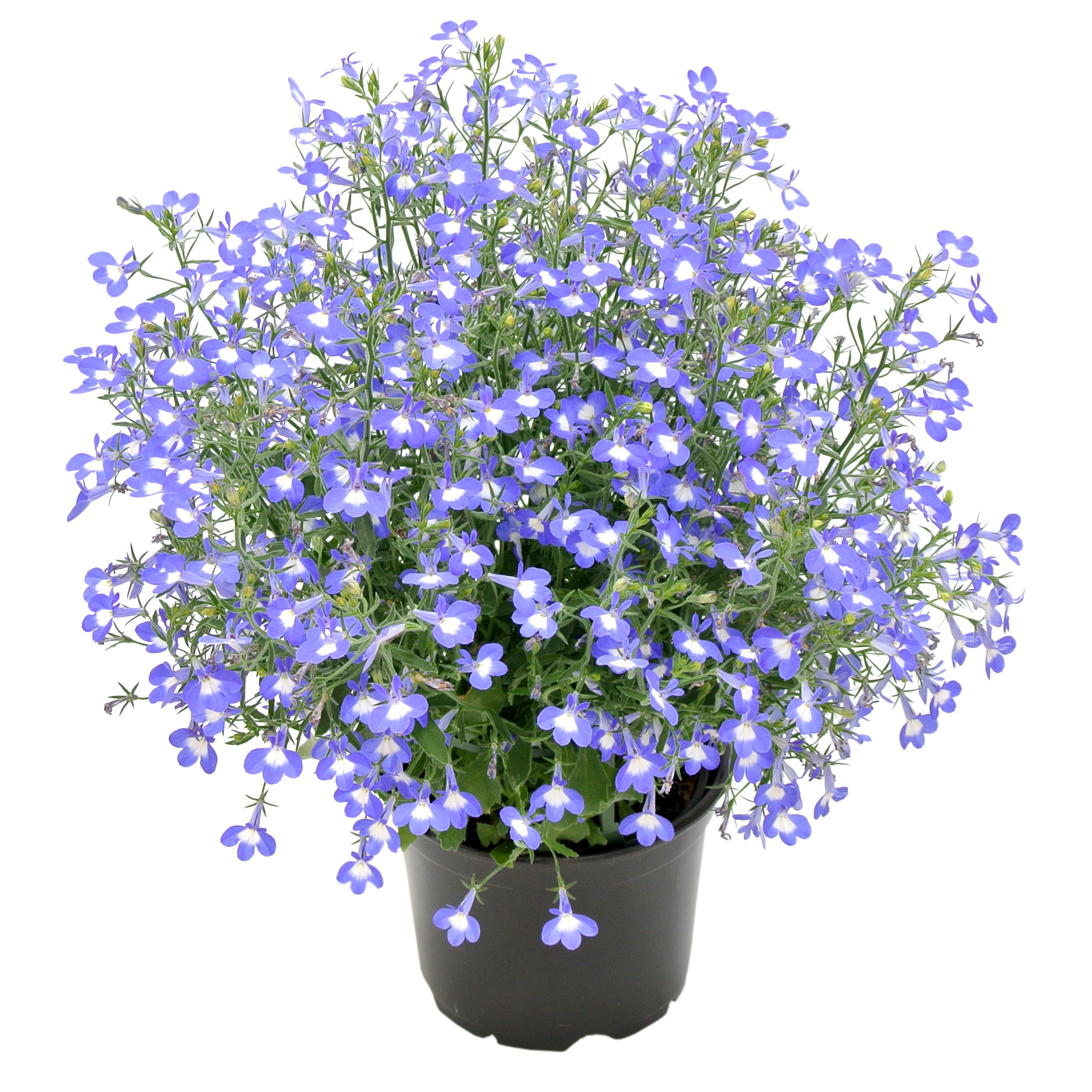 Lobelia Curgatoare, in ghiveci, 12 cm 
