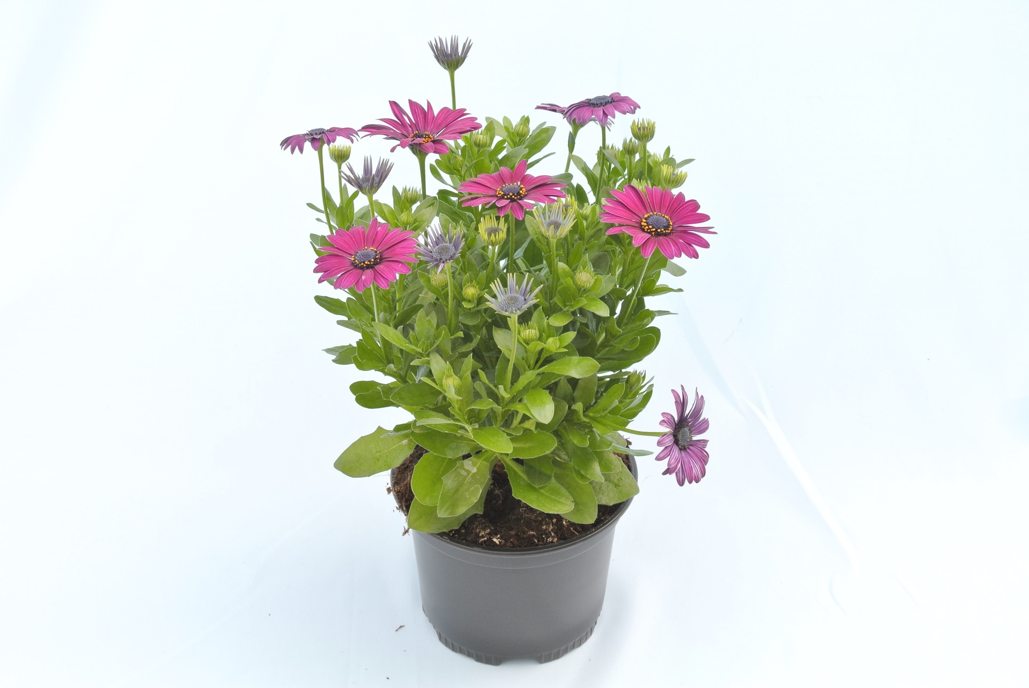 Osteospermum, in ghiveci, 12 cm 