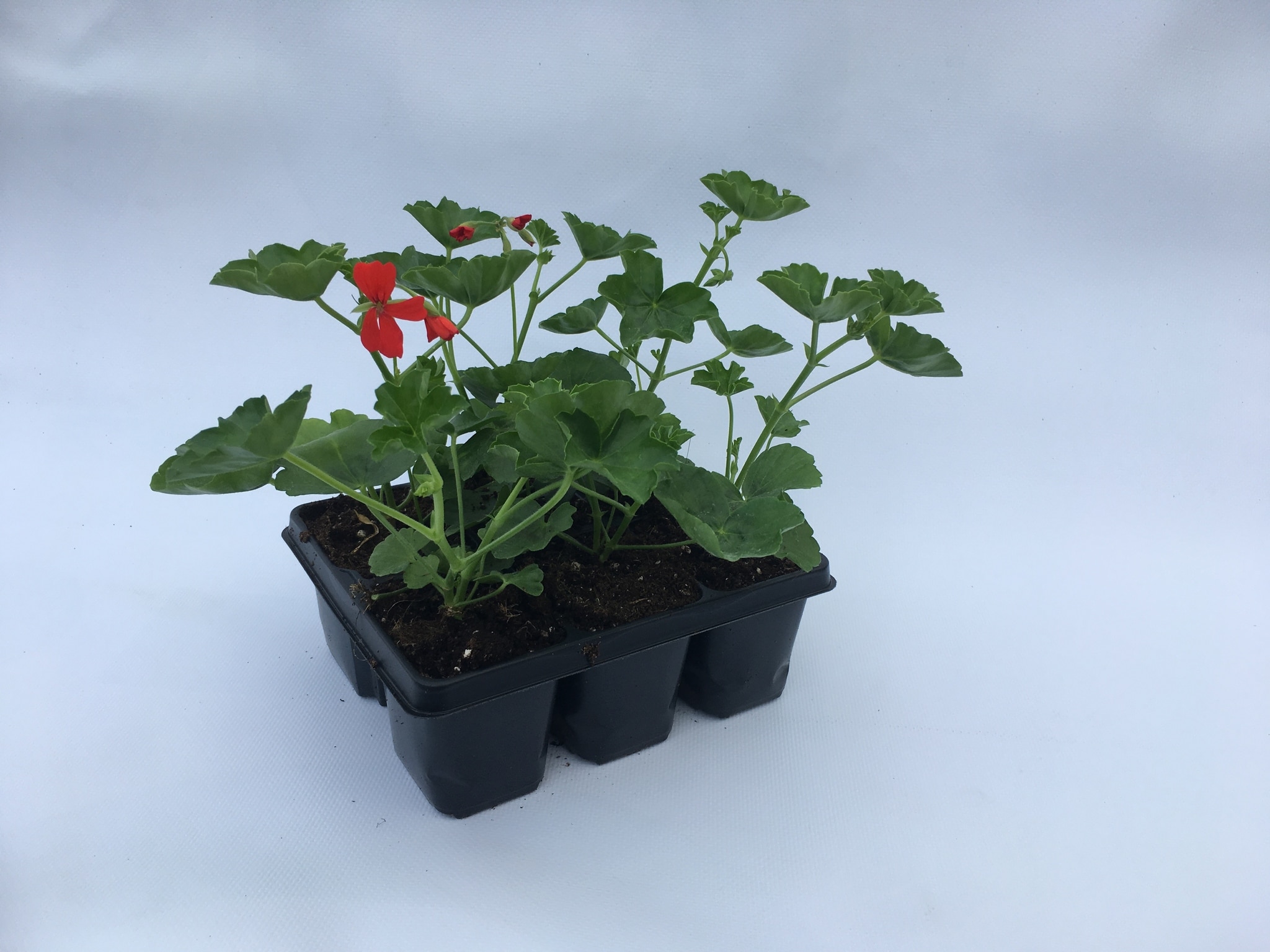 Pelarg Ville de Paris, in ghiveci, 6 buc 