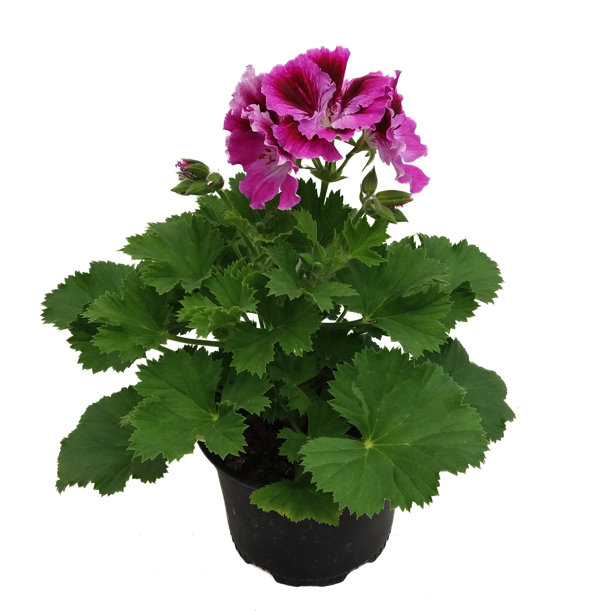 Pelargonium Grandiflorum 12
