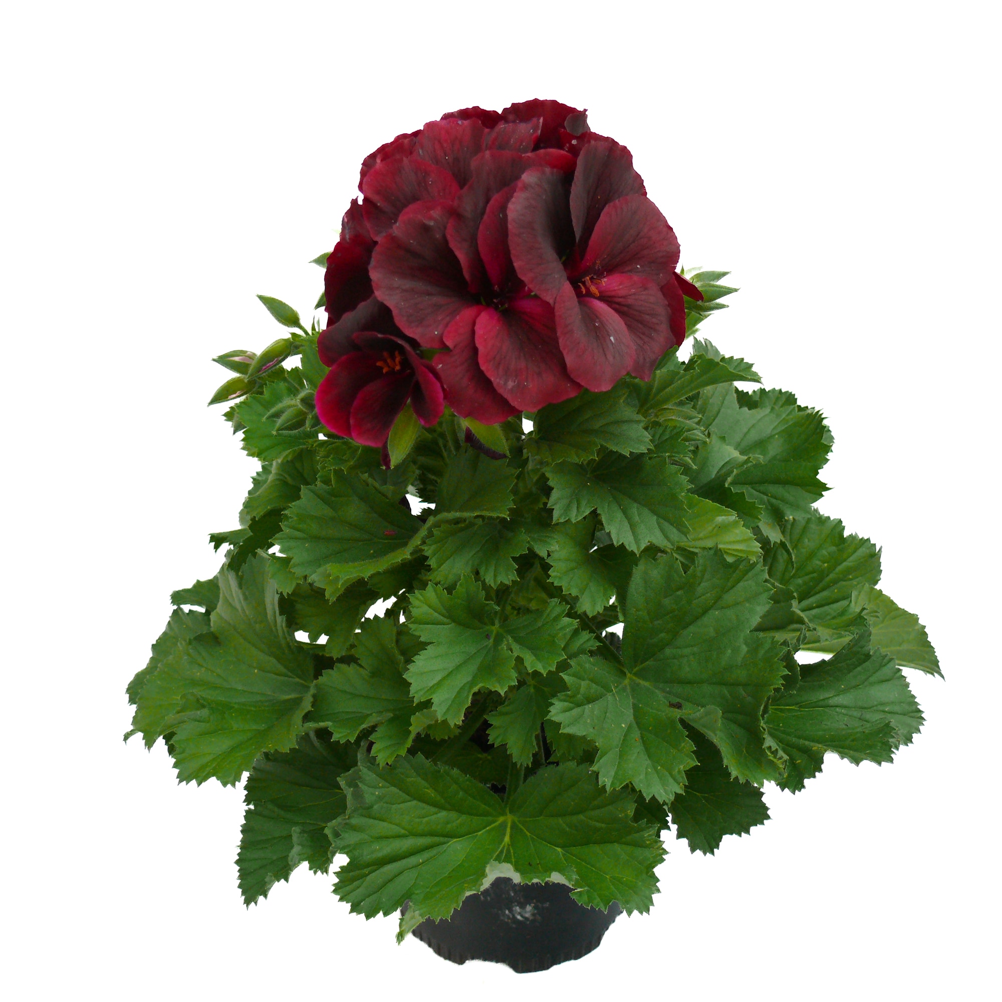Pelargonium Grandiflorum 12