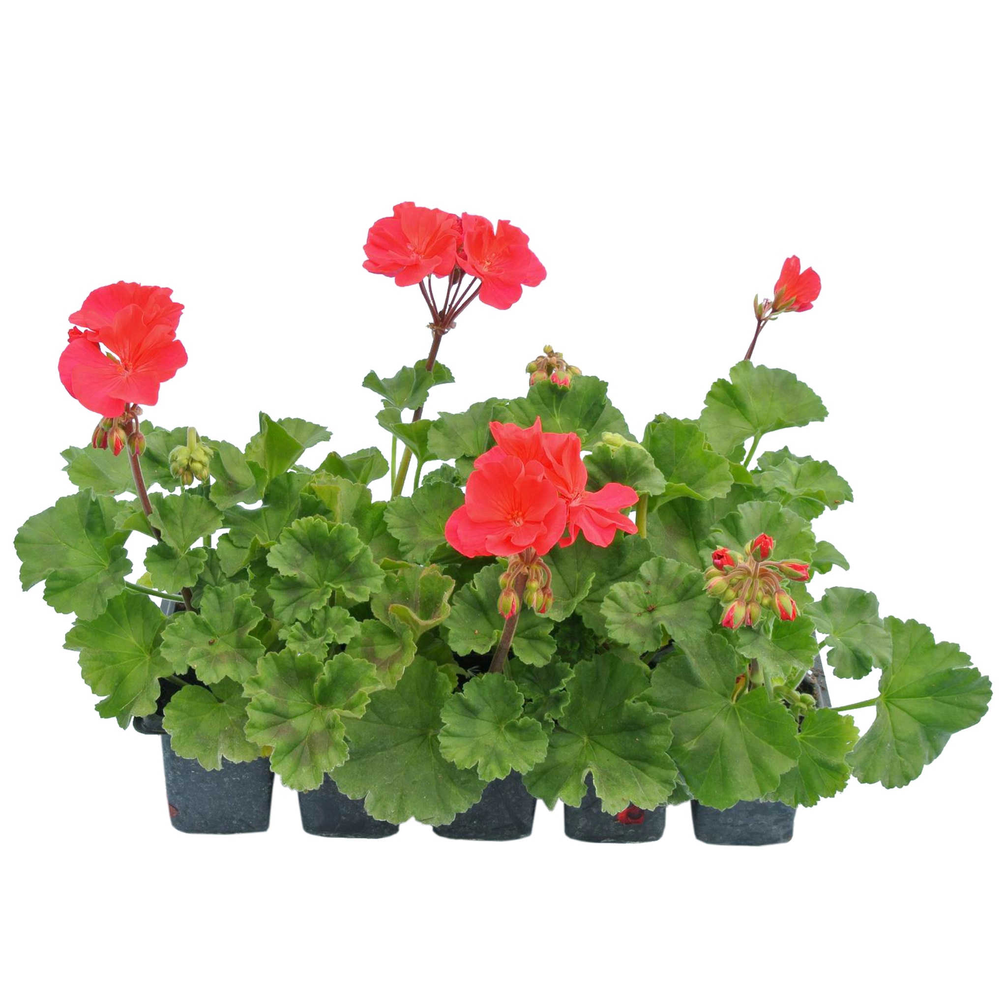 Pelargonium Zonale, in ghiveci, 10 buc