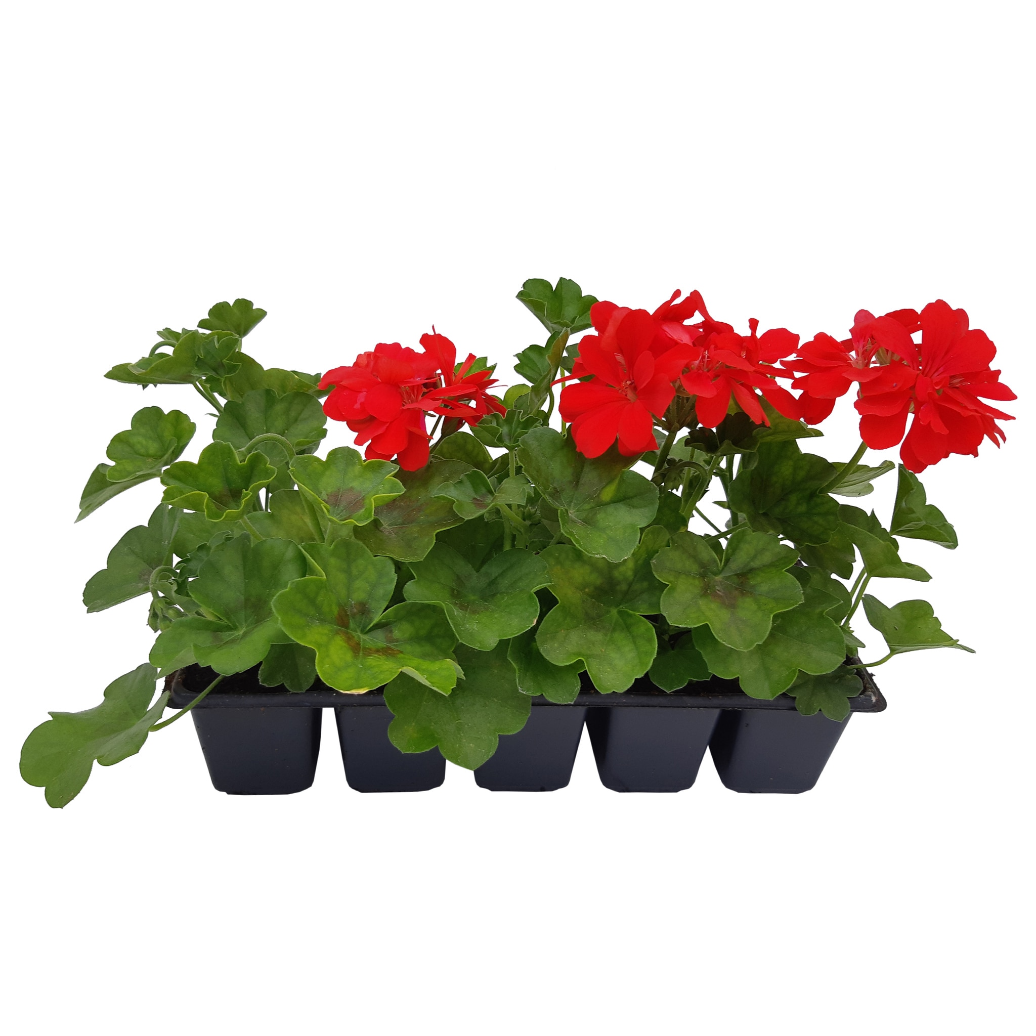 Pelargonium Peltatum double pack, in ghiveci, 10 buc