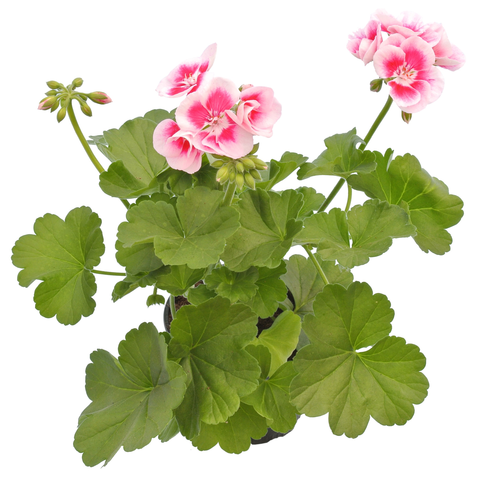 Pelargonium Zonale, in ghiveci, 12 cm 