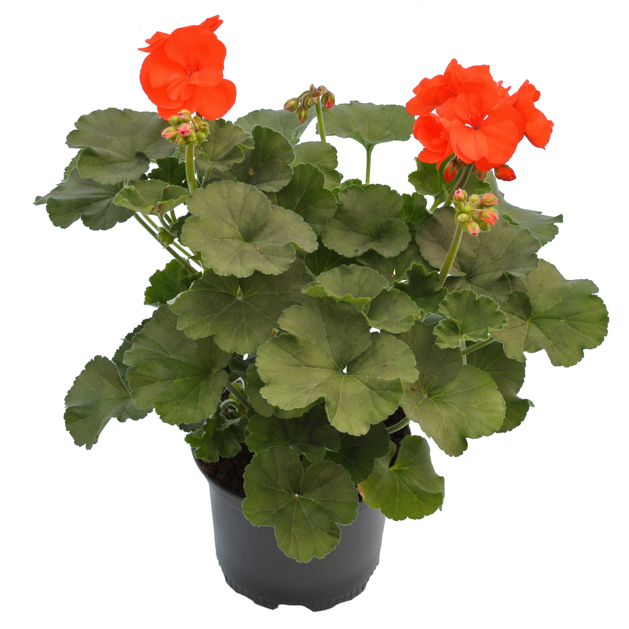 Pelargonium Zonale, in ghiveci, 12 cm 